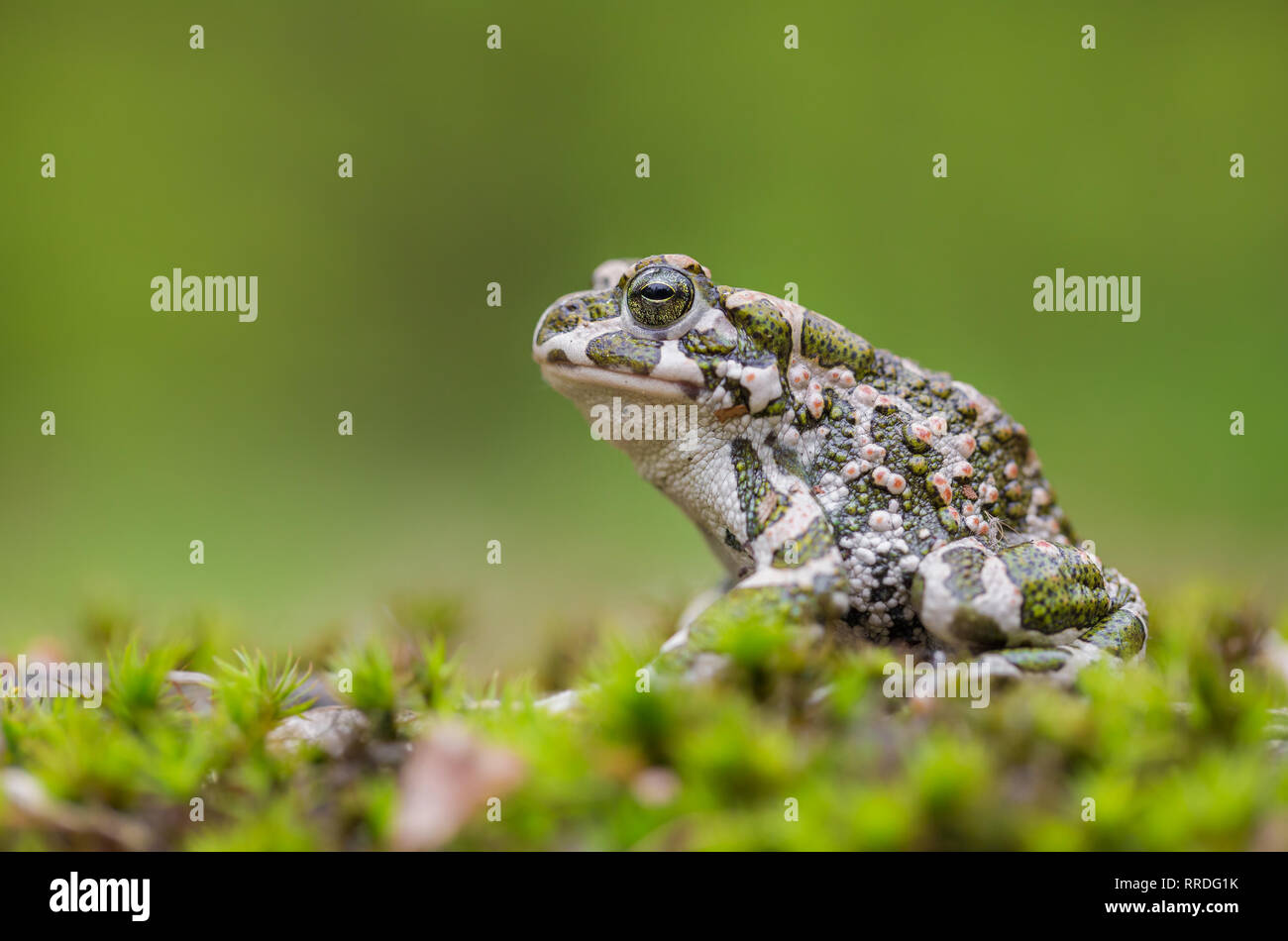 Grüne Kröte Bufotes Pseudepidalea viridis, auch oder Bufo in der Tschechischen Republik Stockfoto