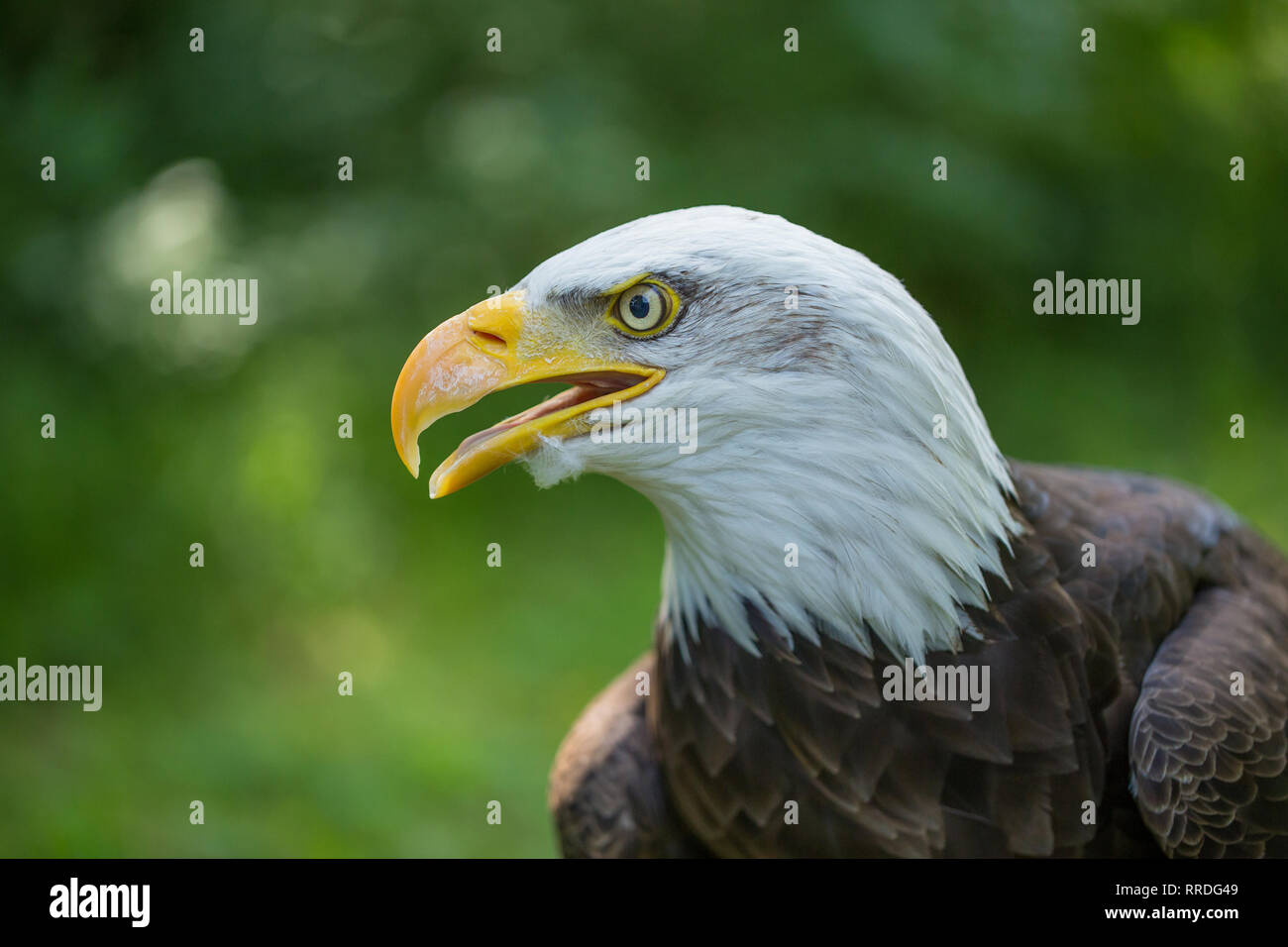 Weißkopfseeadler Haliaeetus leucocephalus auf grünem Hintergrund in menschlicher Obhut. Stockfoto