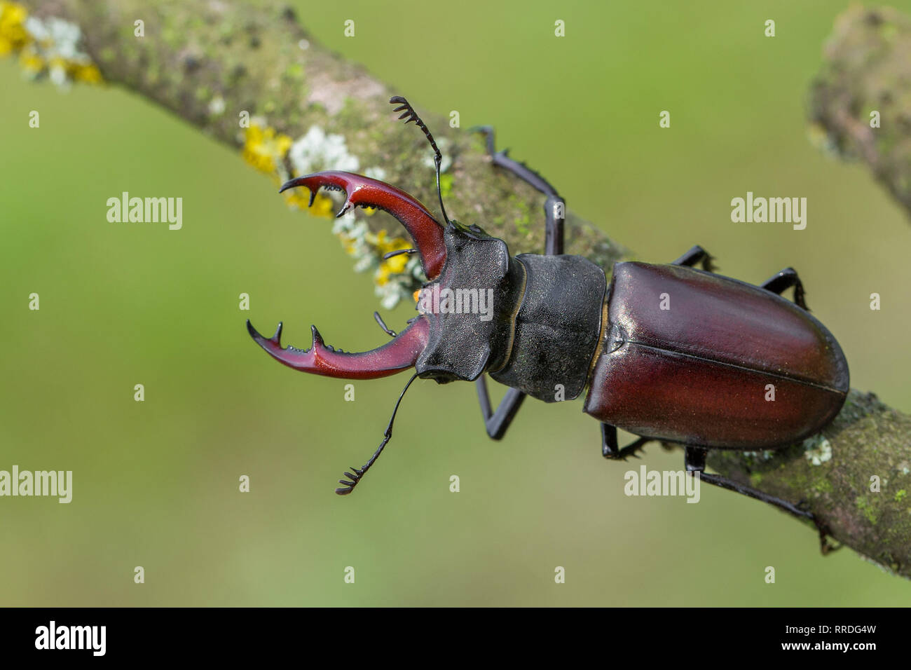 Der hirschkäfer Lucanus cervus in der Tschechischen Republik Stockfoto