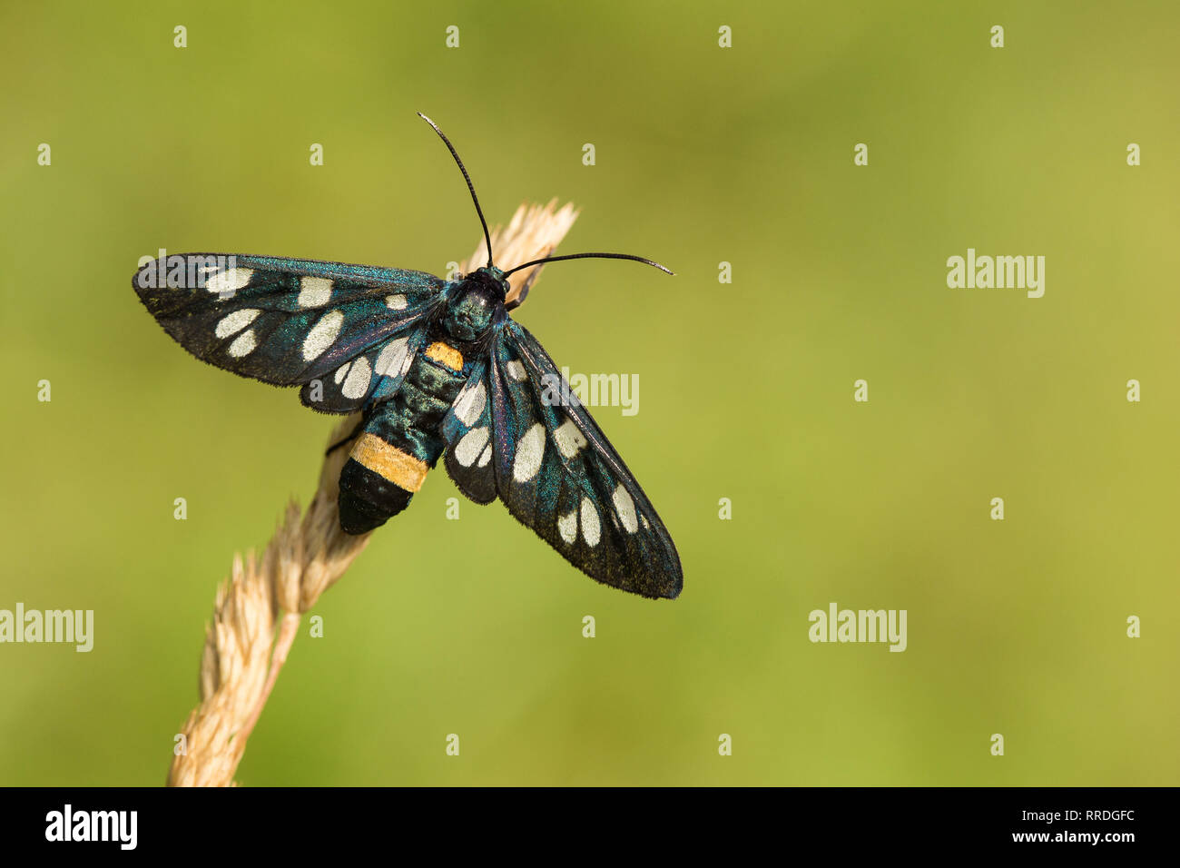 Neun - gefleckte Motten oder gelben Gürtel Burnett, Amata phegea, ehemals Syntomis phegea, in der Tschechischen Republik Stockfoto