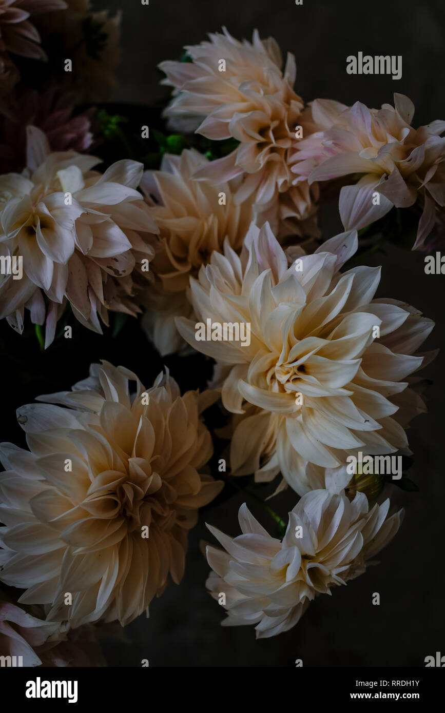 Closeup Haufen von schönen frischen weissen Chrysanthemen auf unscharfen Hintergrund Stockfoto