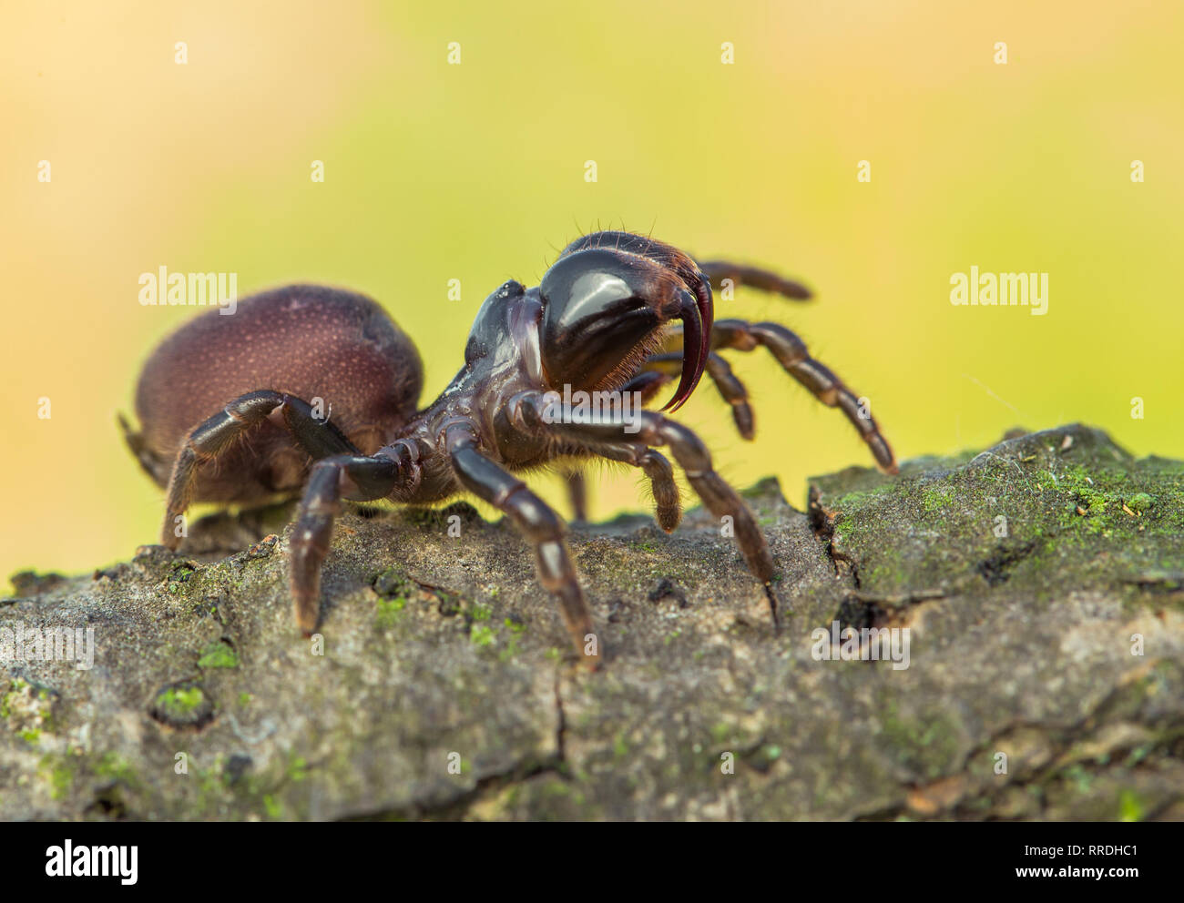 Braune spinne Atypus muralis in der Tschechischen Republik Stockfoto