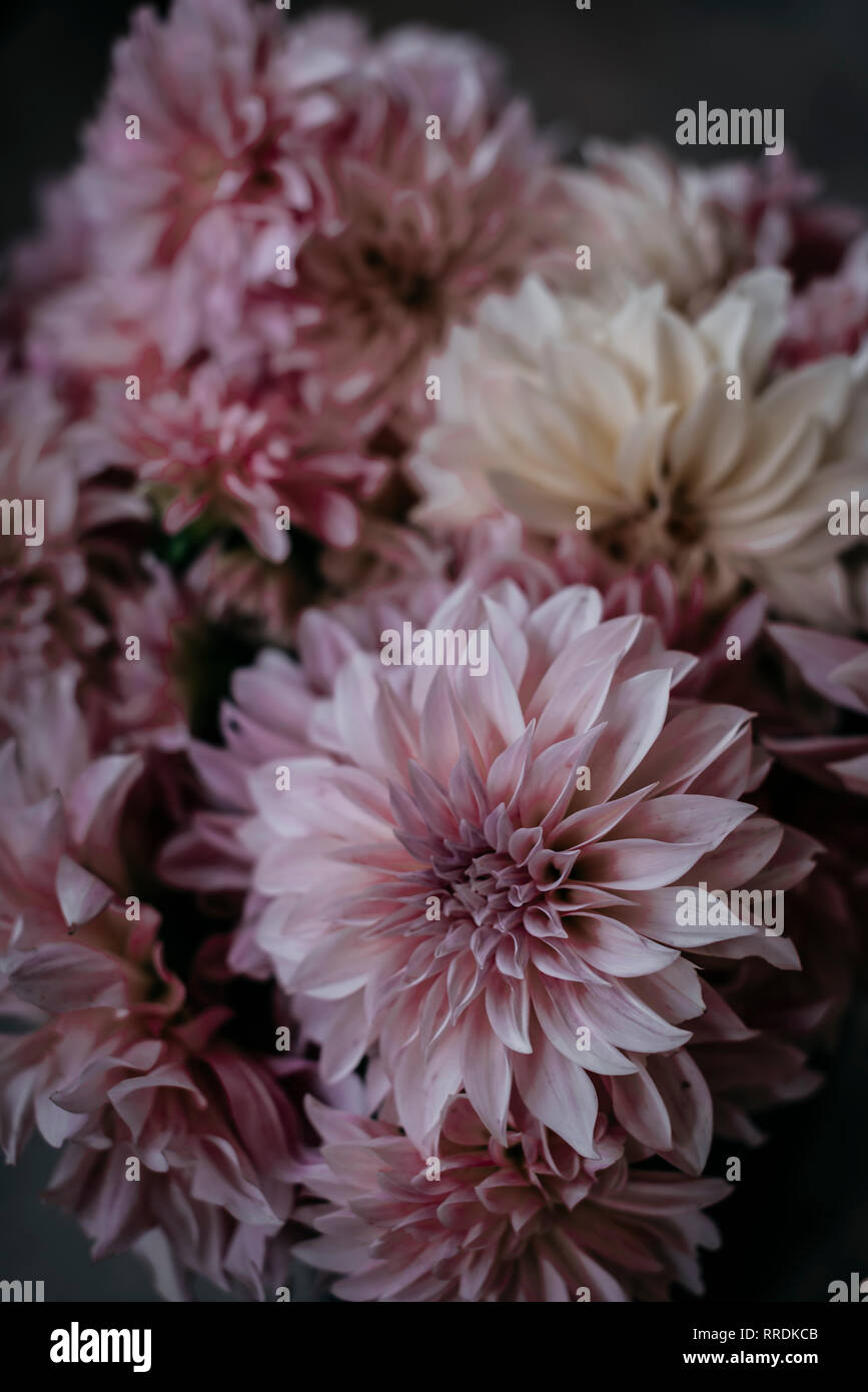 Closeup Haufen von schönen frischen rosa Chrysanthemen auf unscharfen Hintergrund Stockfoto
