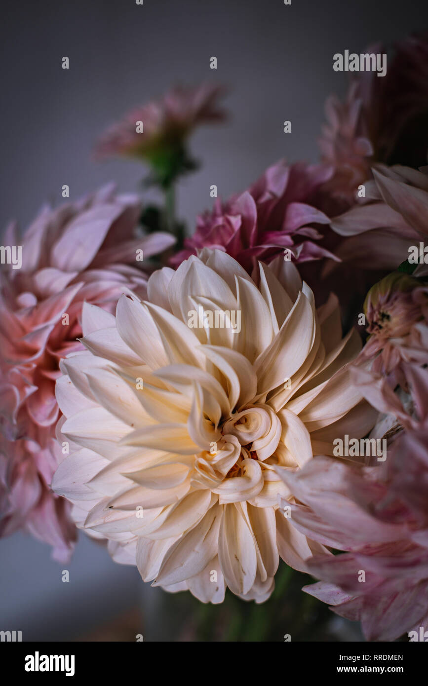 Closeup Haufen von schönen frischen rosa Chrysanthemen auf unscharfen Hintergrund Stockfoto