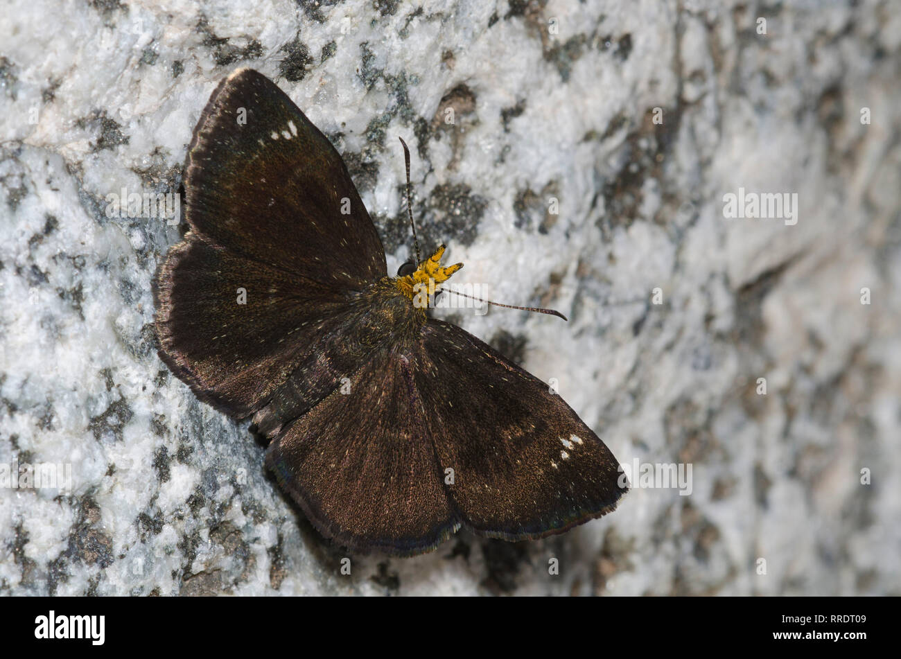 Golden-headed Staphylus Scallopwing, ceos, männlich Stockfoto