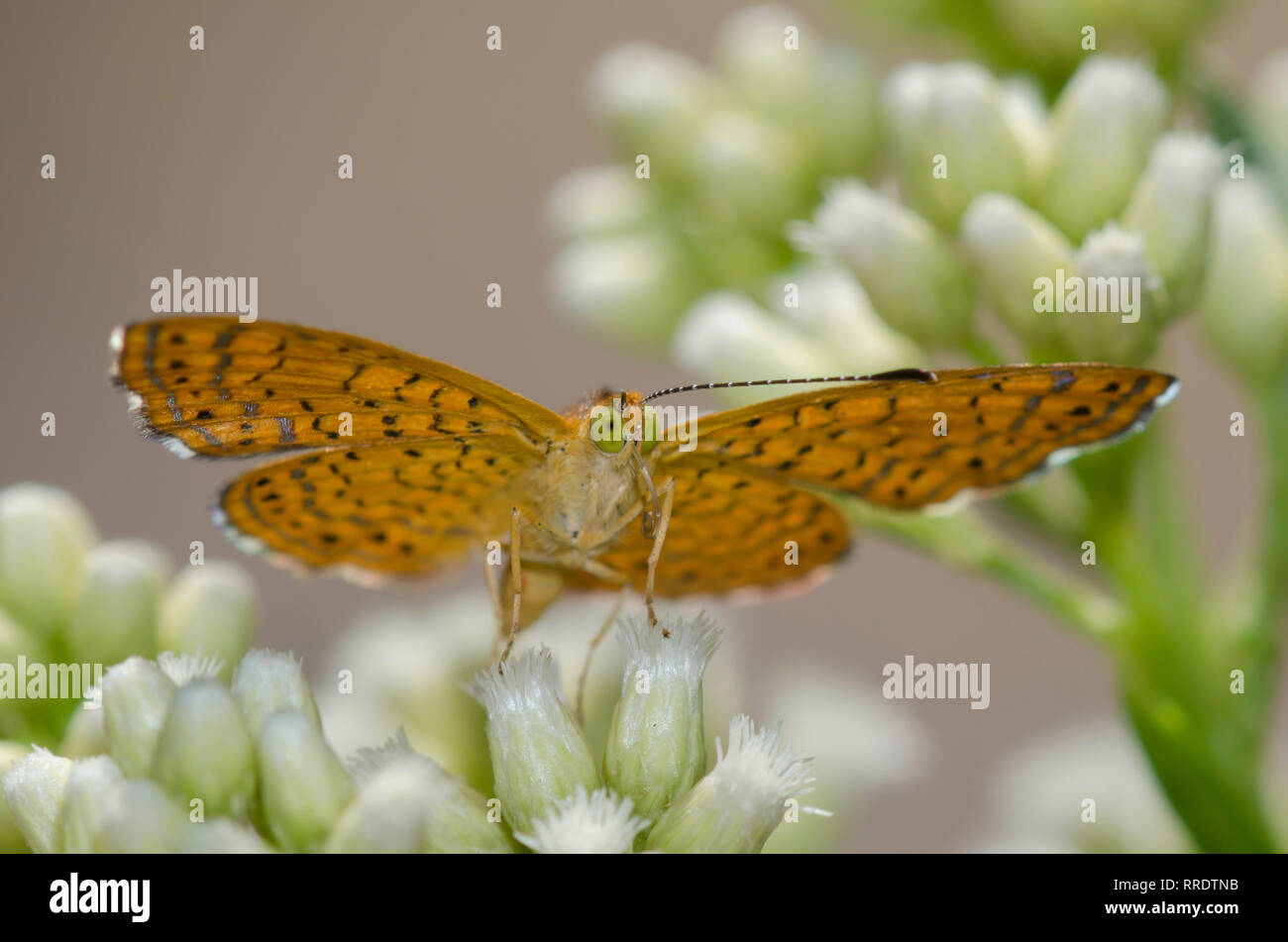 Fatal Calephelis Metalmark, Nemesis, männliche nectaring auf Sickern - Weide, Baccharis Harke Stockfoto