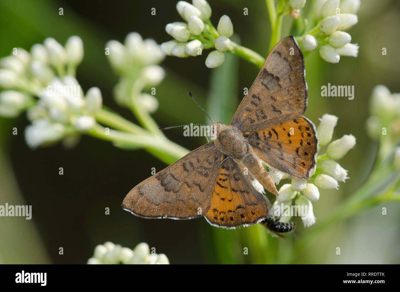 Zela Metalmark, Apodemia zela, männliche Nektarisierung auf Setzweide, Baccharis salicifolia Stockfoto