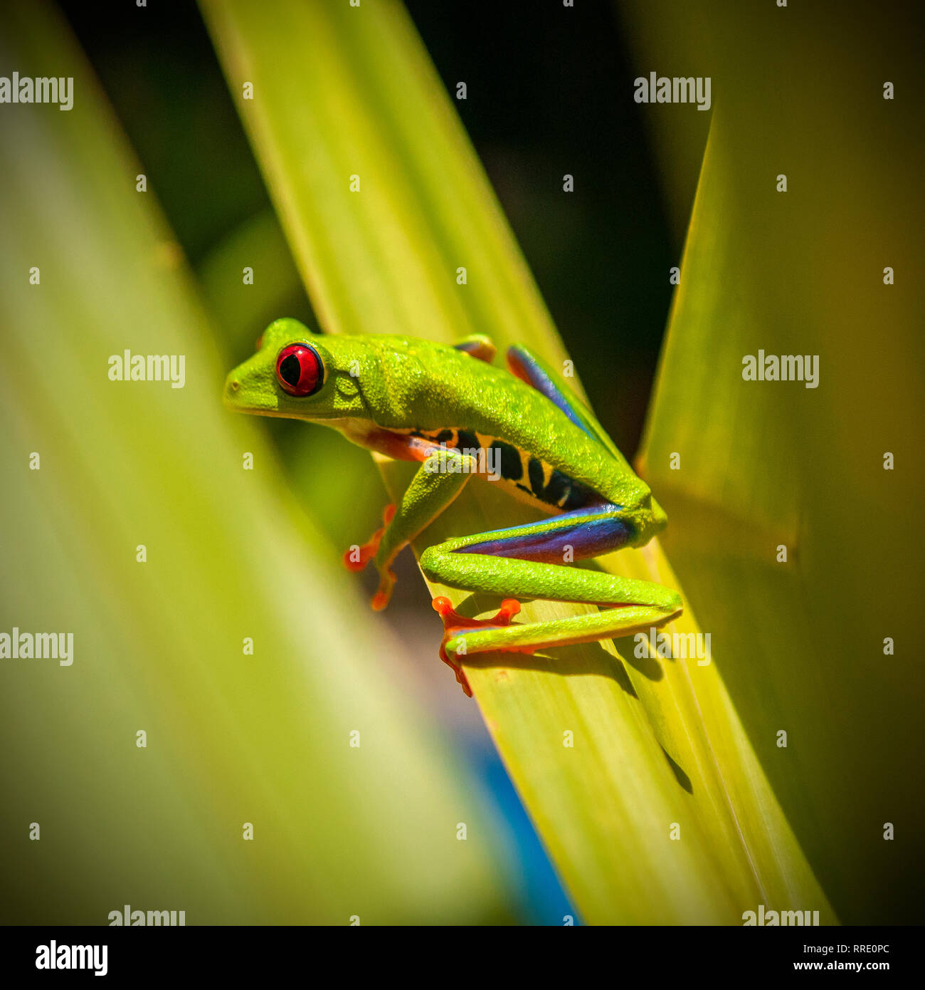 Platz Foto von einem bunten Red Eyed Tree Frog (Agalychnis callidryas) Versteckt zwischen tropischen Blättern, Nationalpark Tortuguero, Costa Rica. Stockfoto