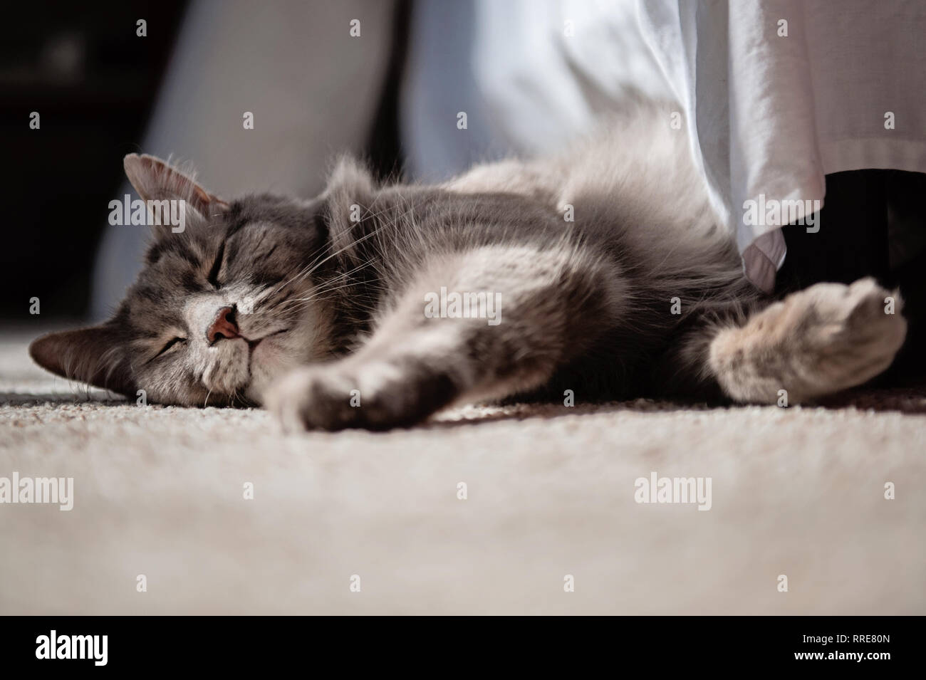 Sleepy flauschige graue Katze Stockfoto