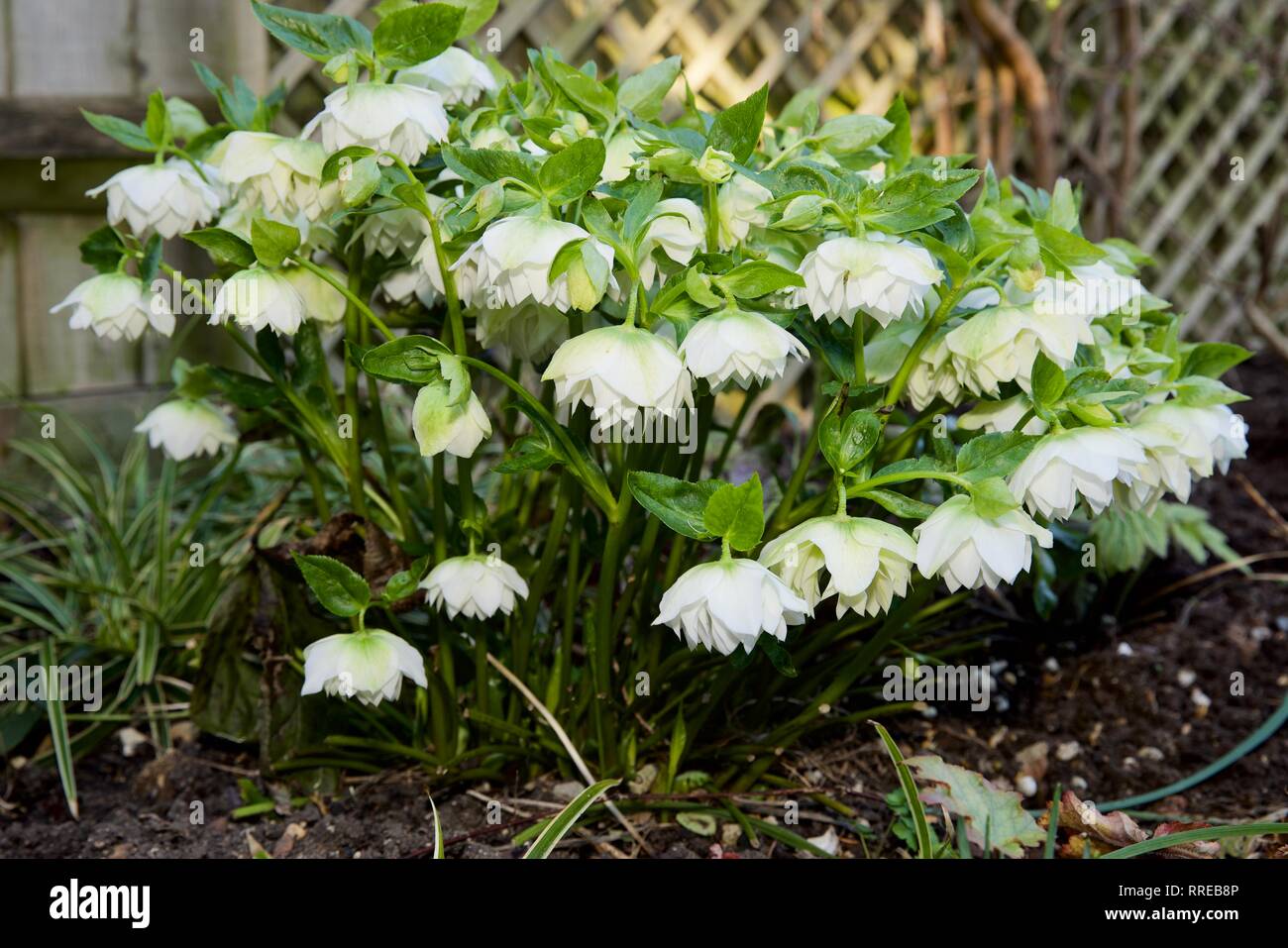 Schwarze Nieswurz, Christrose, Nieswurz Stockfoto