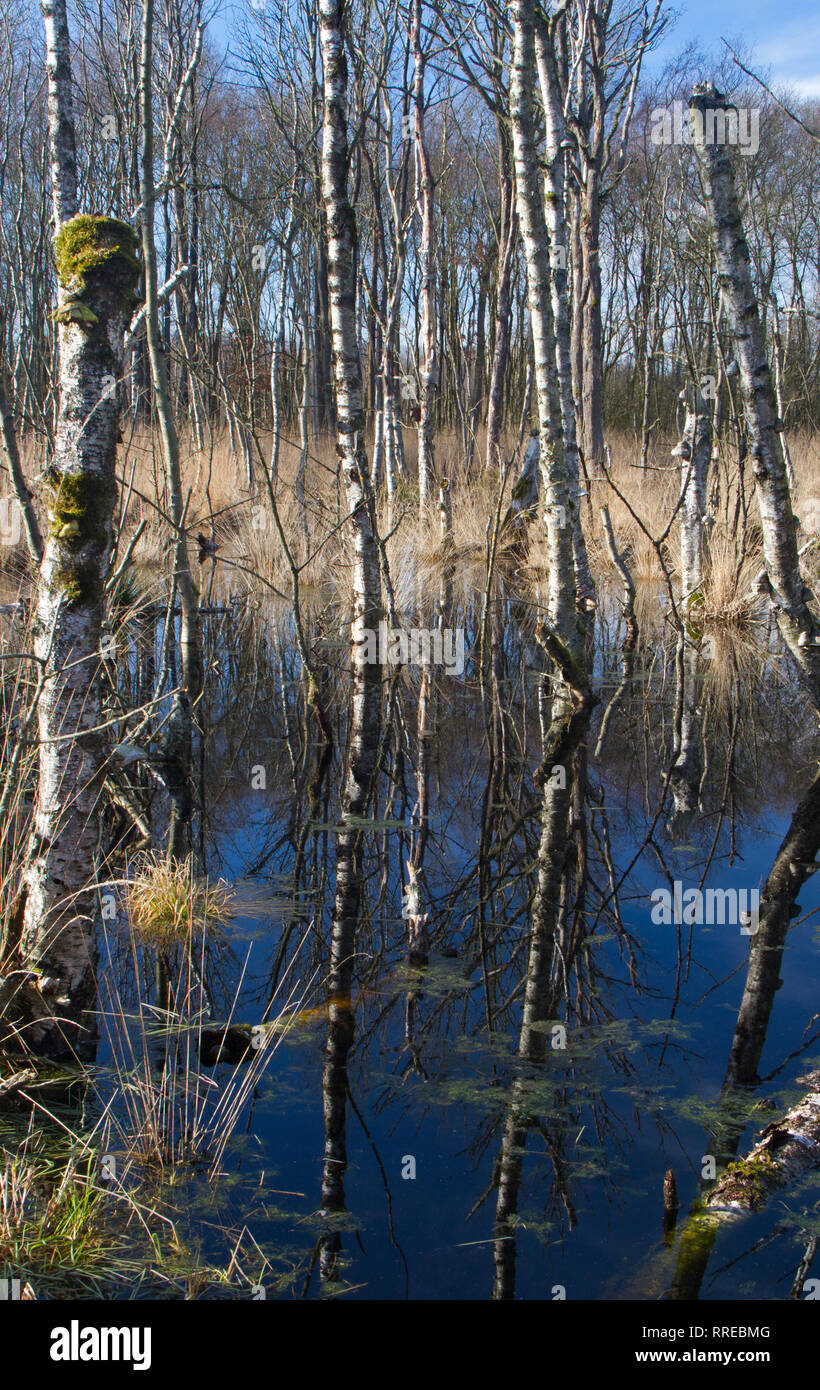 Ertrinken Wald: tote Birken in einem Sumpf Stockfoto