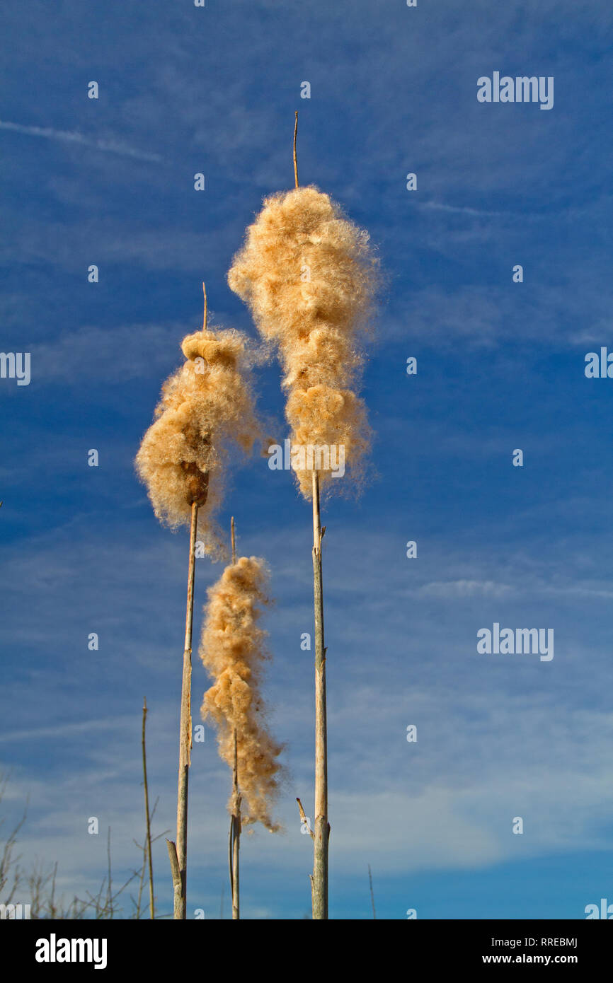 Reifen Spikes der Gemeinsamen Rohrkolben, voll von Flauschigen achenes, vor blauem Himmel Stockfoto