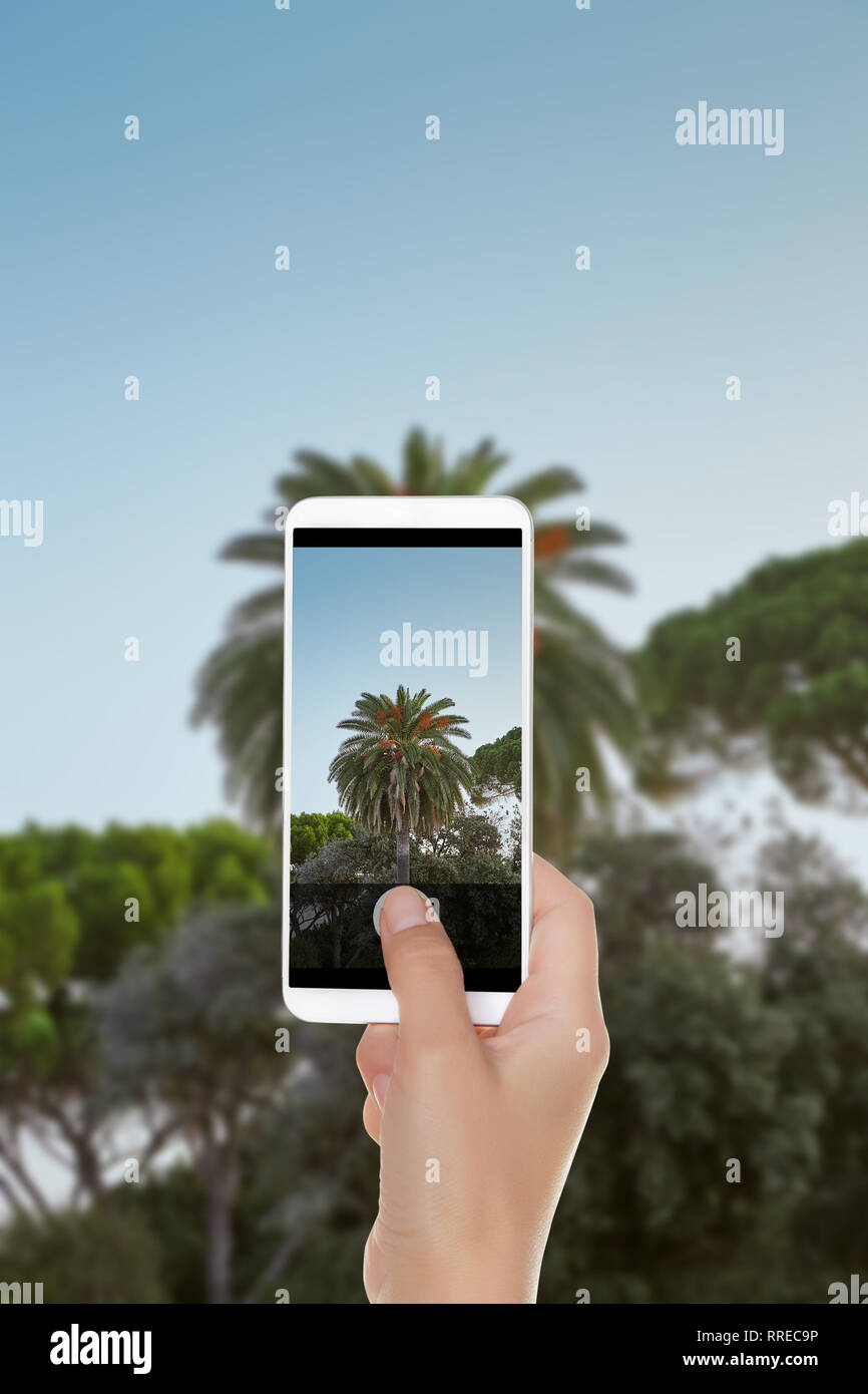 Ein Mann macht ein Foto von Palm Tree auf einem Hintergrund von blauen Himmel auf einem Mobiltelefon Stockfoto