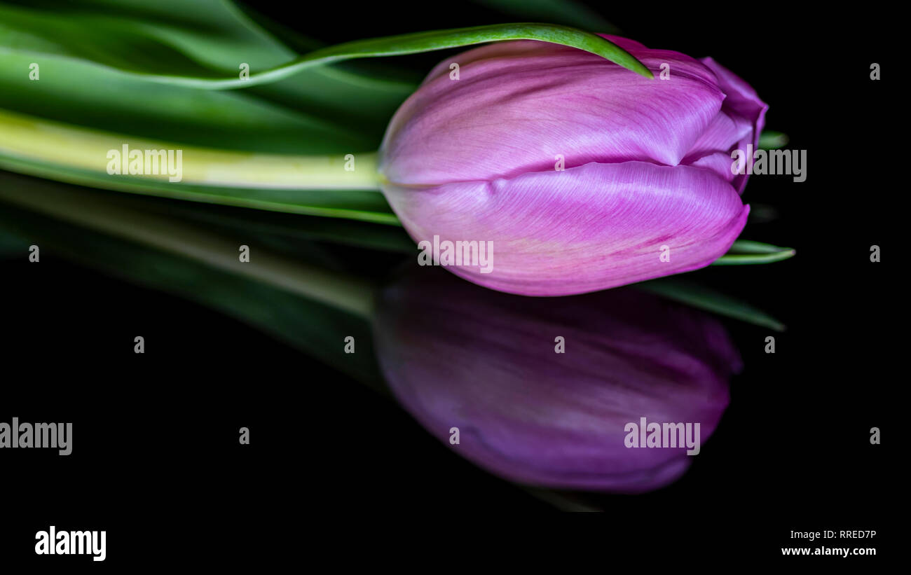Single Rosa Tulpe mit Reflektion Stockfoto