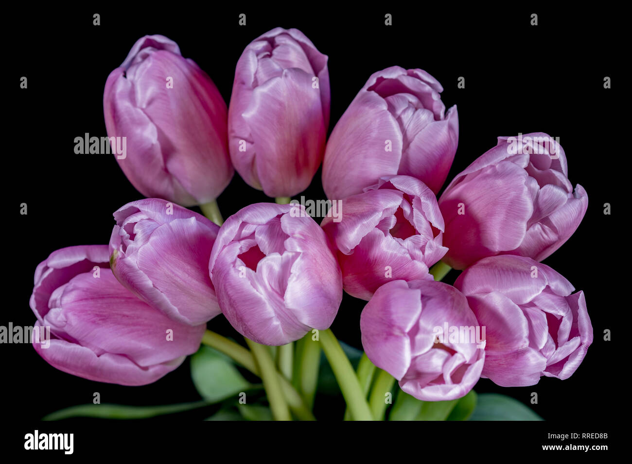 Blumenstrauß aus Rosa Tulpen Stockfoto