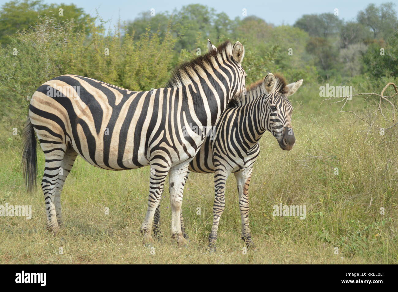 Schone Afrikanische Burchell S Zebra In Einem Afrikanischen Naturschutzgebiet Wahrend Der Safari Stockfotografie Alamy