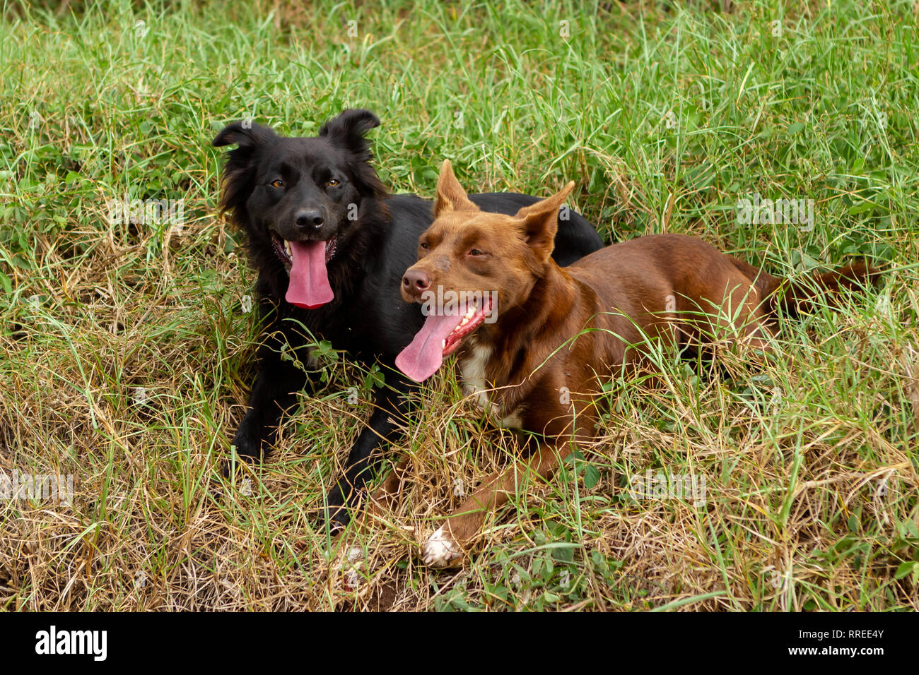 2 keuchend Hunde in Gras Ausruhen nach einem Durchlauf in der Landschaft Stockfoto
