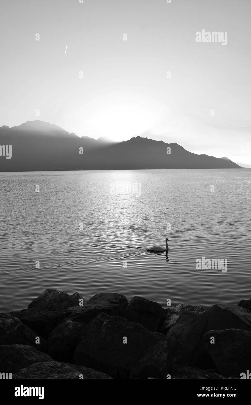 Swan bei Sonnenuntergang in Schwarz und Weiß Stockfoto