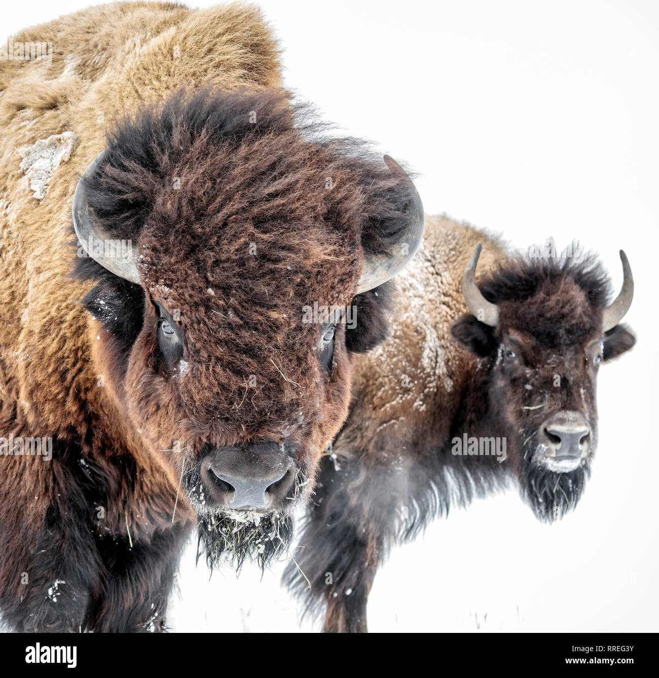 Plains Bisons, Bull, oder Büffel, (Bison bison Bison) im Winter, Manitoba, Kanada. Stockfoto