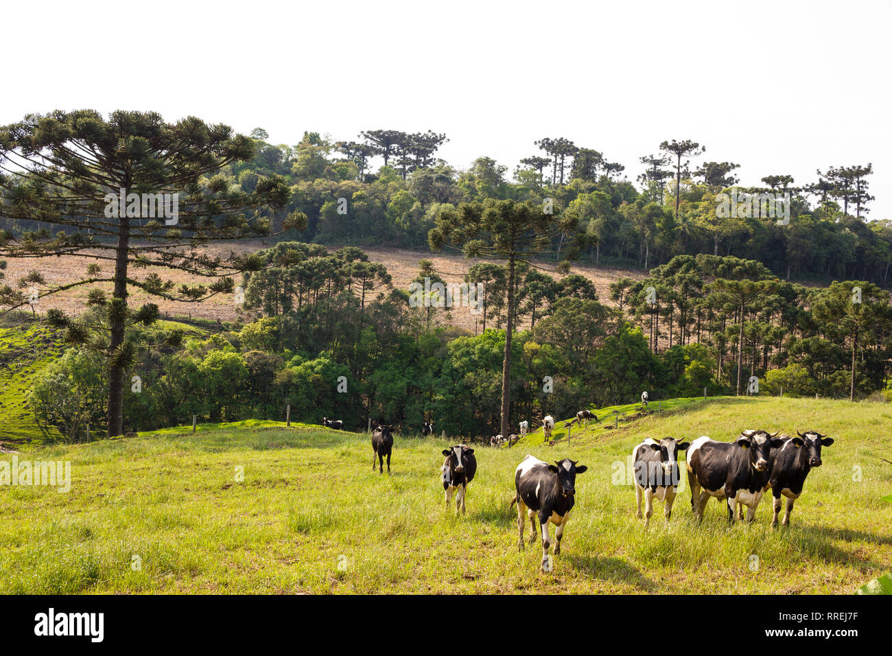 Niederländische schwarze und weiße Kuh mit Araucaria Bäume im Süden von Brasilien Stockfoto