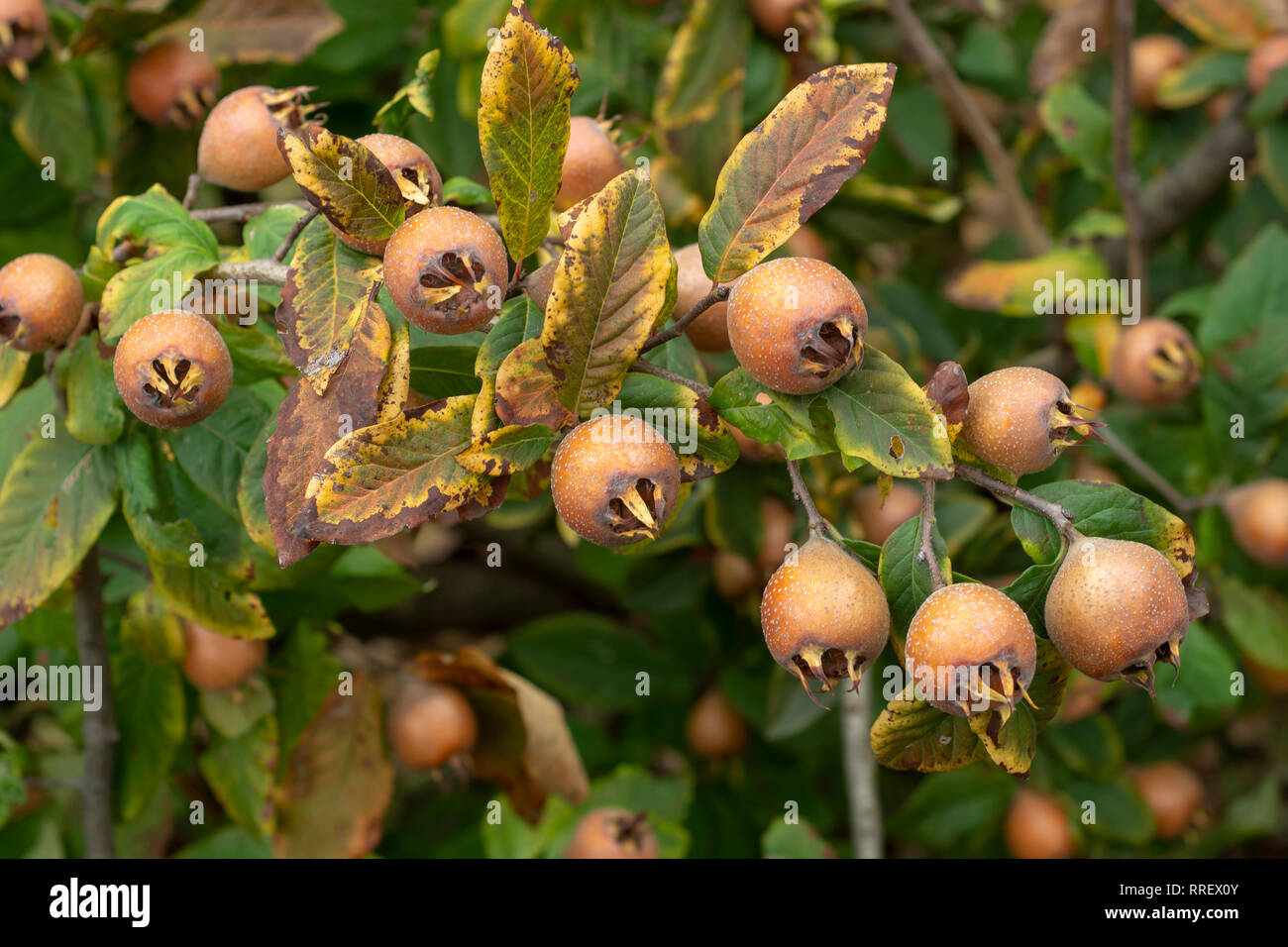 Gemeinsame Mispel, Früchte am Baum - Mespilus germanica Stockfoto