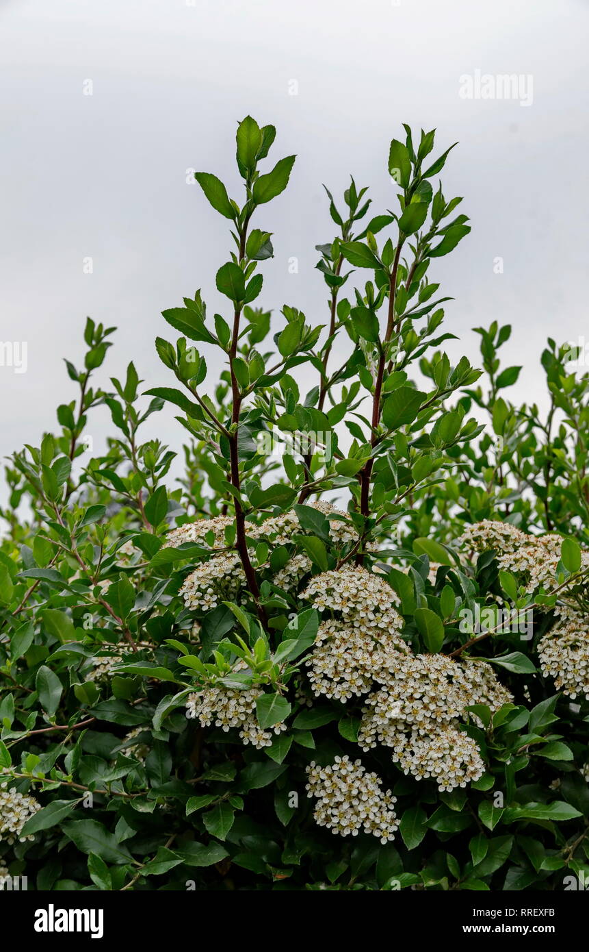 Haufen Blätter und kleine weiße Blumen auf den Ästen der Cotoneaster horizontalis im Frühling, Drujba, Sofia, Bulgarien Stockfoto