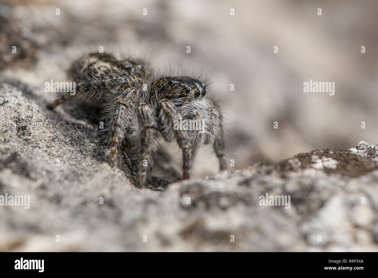 Wildlife Makro Foto von Jumping spider Philaeus chrysops Stockfoto