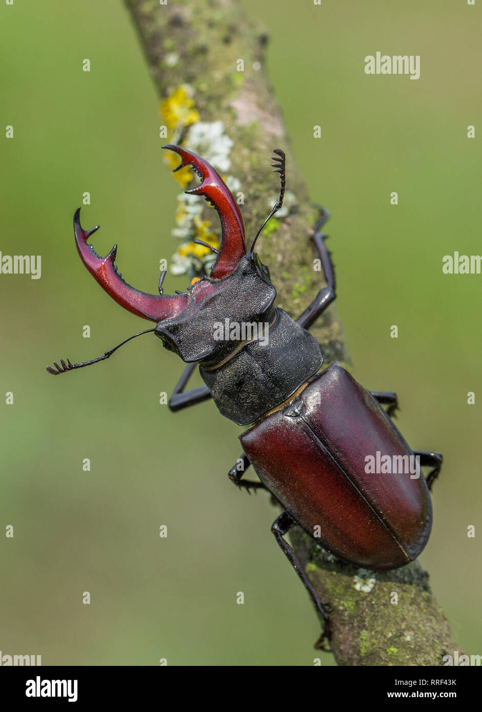 Wildlife Makro Foto der Hirschkäfer Stockfoto