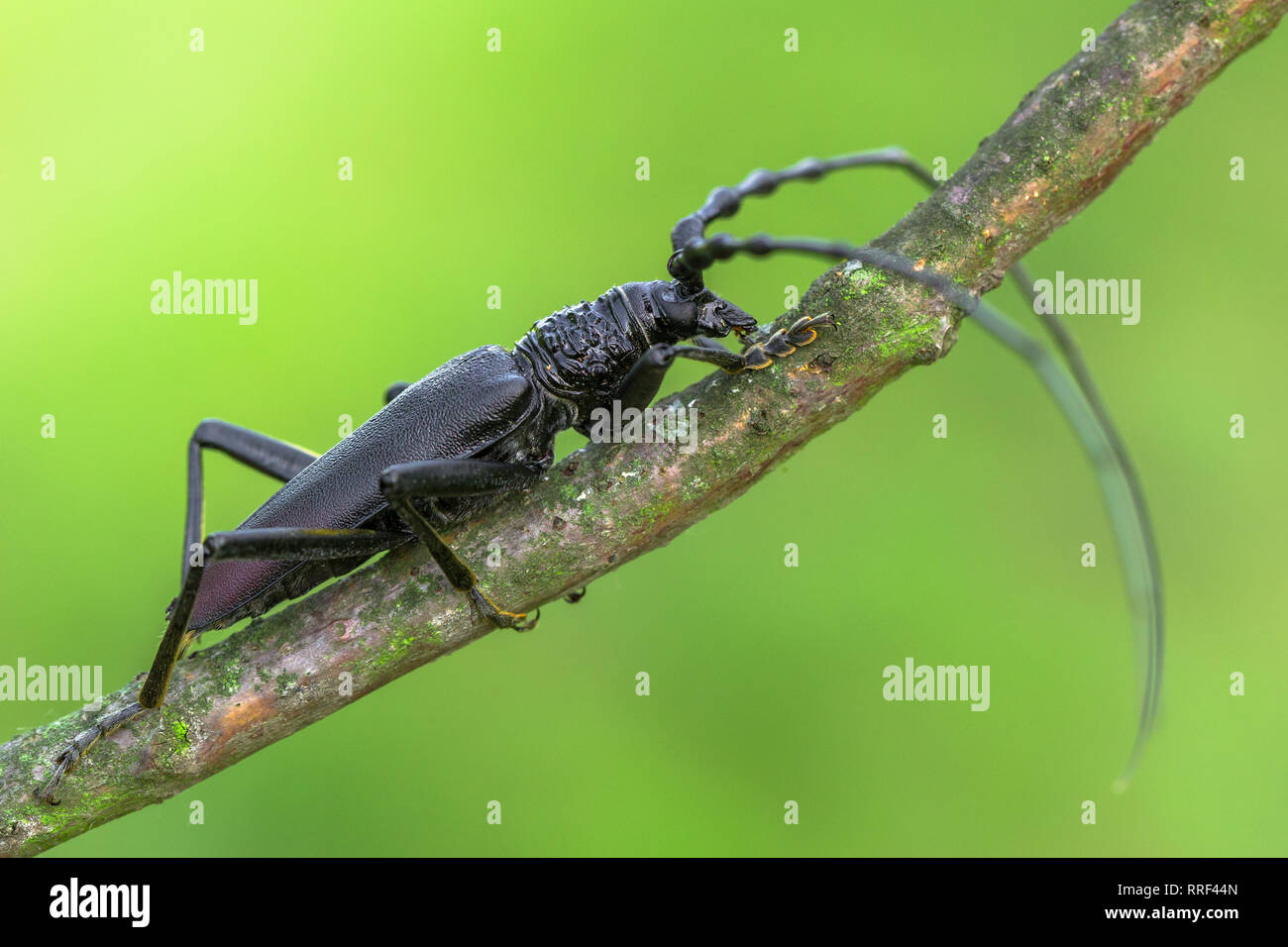 Wildlife Makro Foto von Longhorn beetle Cerambyx cerdo Stockfoto