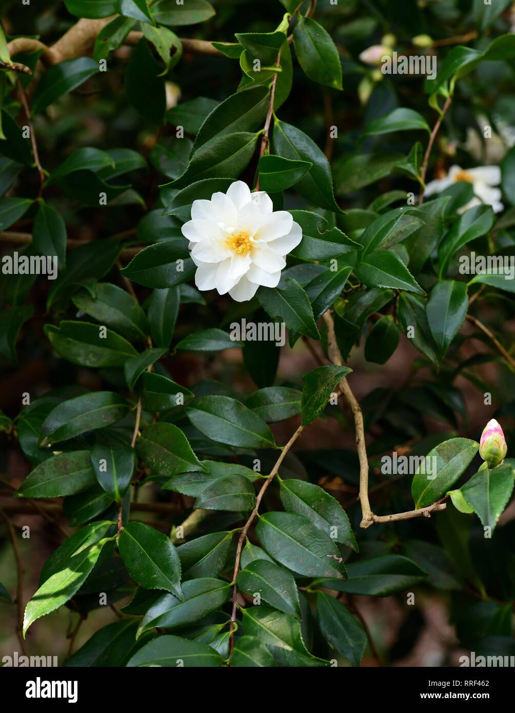 Weisse Blüte einer kamelie. Stockfoto