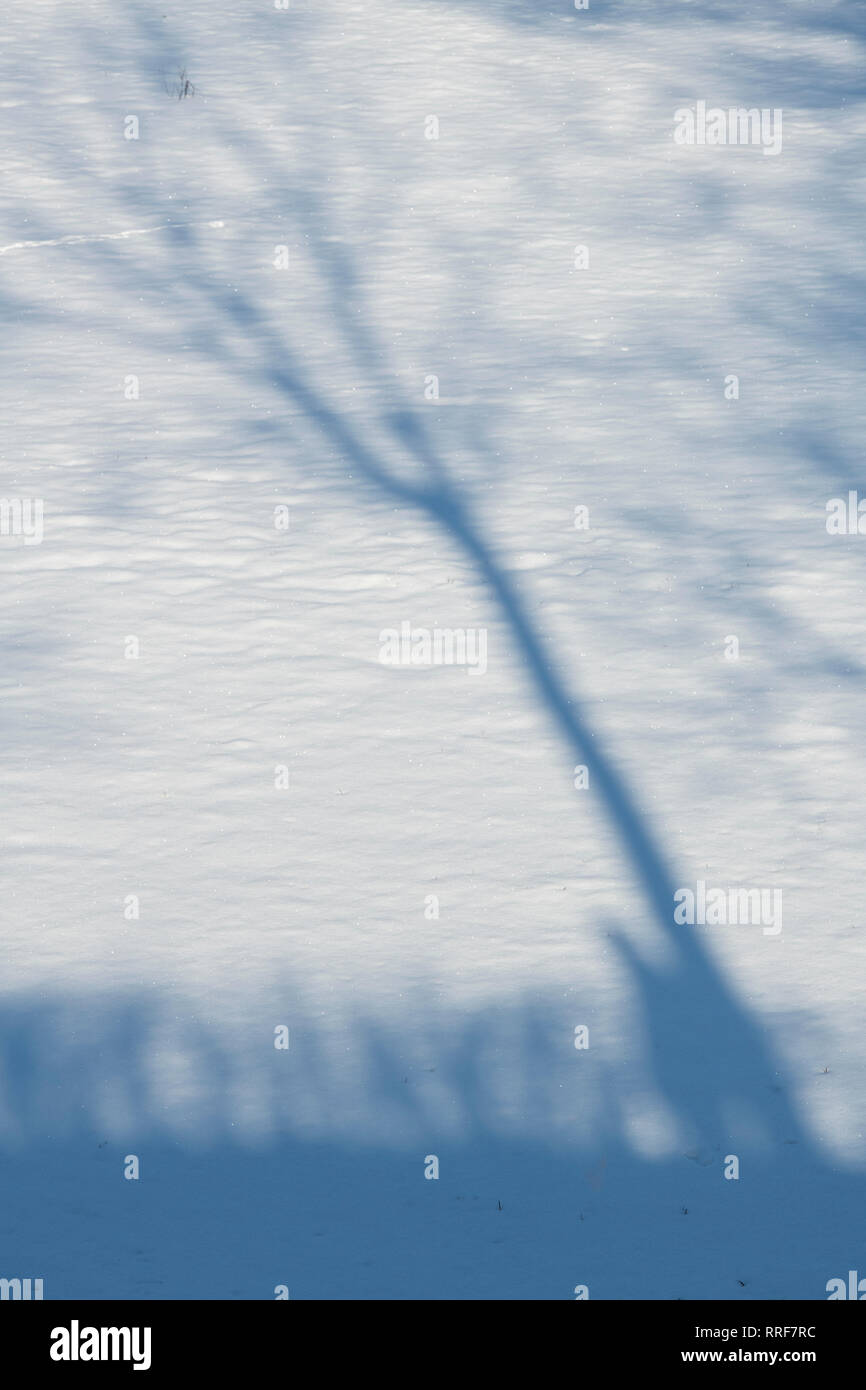 Schatten eines Menschen gegen einen Baum auf einem schneebedeckten Feld im Winter lehnend. Cotswolds, England Stockfoto