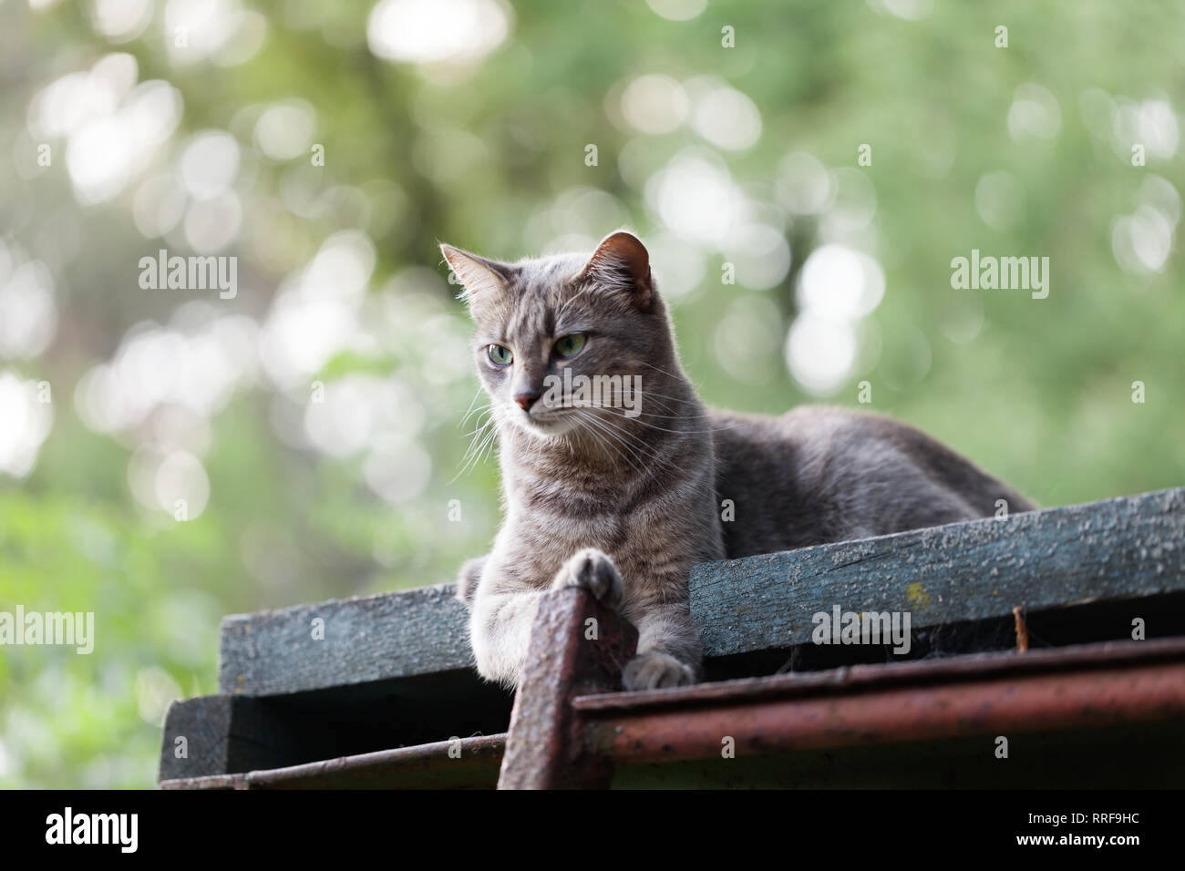 Graue Katze mit grünen Augen ruhen auf alte Holzdach Stockfoto