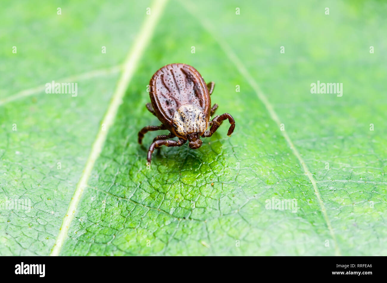 Enzephalitis Virus oder Lyme Krankheit oder Affe Fieber angesteckt Dermacentor Zecke Spinne Insekt auf grünem Blatt Makro Stockfoto