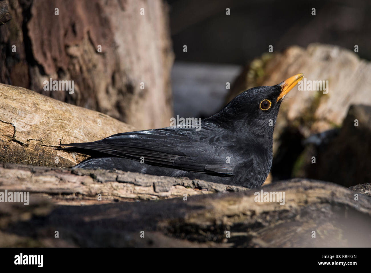 Blackbird in der Sonne Stockfoto