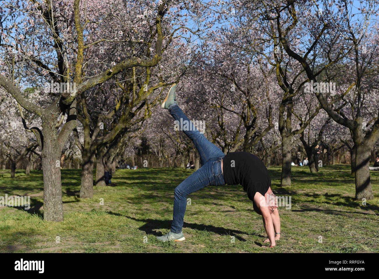 Madrid, Madrid, Spanien. 25 Feb, 2019. Ein Mann wird gesehen, posieren für ein Foto auf der "Quinta de los Molinos Park in Madrid, Spanien, wo die Mandelbäume bereits aufgrund der hohen Temperaturen der letzten Tage geblüht haben. Credit: Jorge Sanz/SOPA Images/ZUMA Draht/Alamy leben Nachrichten Stockfoto