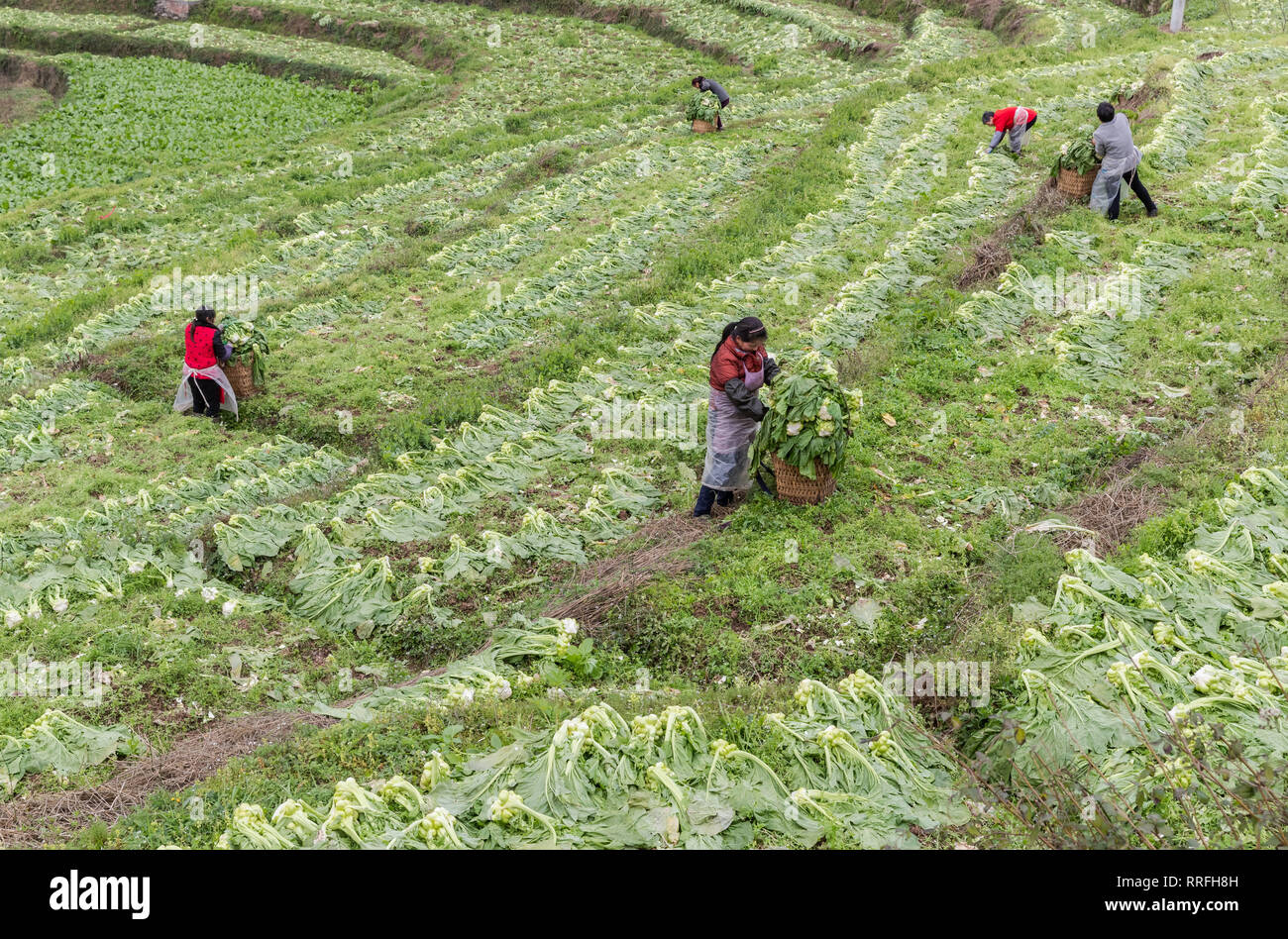 Chongqing, Chongqing, China. 25 Feb, 2019. Chongqing, China - Bauern Prozess gesalzene Gemüse im Südwesten ChinaÃ¢â'¬â"¢s Chongqing Credit: SIPA Asien/ZUMA Draht/Alamy leben Nachrichten Stockfoto