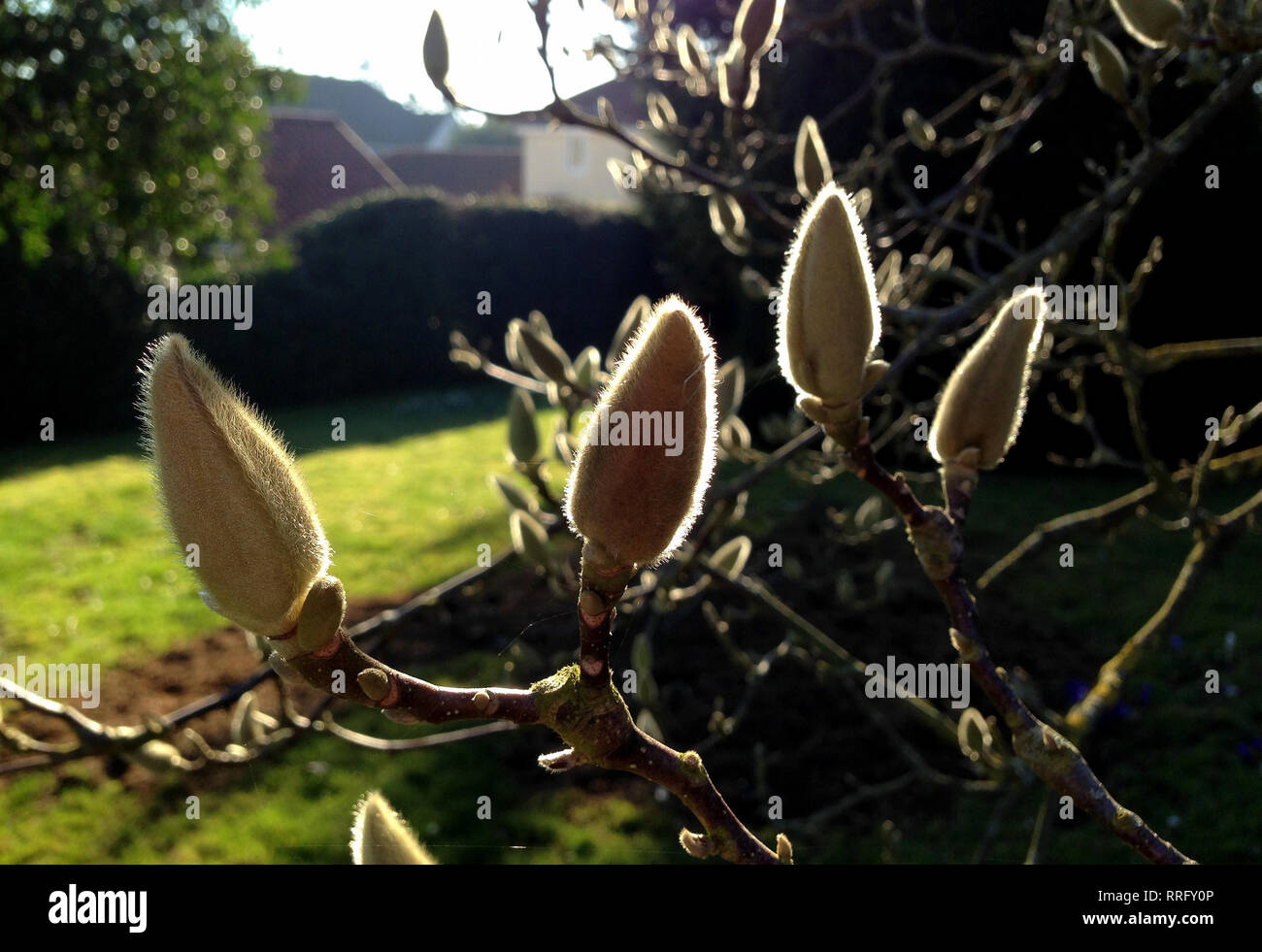 Thaxted Essex, England, Grossbritannien. 26 Feb, 2019. Magnolia Knospen über zu früh in der ungewöhnlich warmen Februar Winter in Thaxted Essex England UK Open. Credit: Brian Harris/Alamy leben Nachrichten Stockfoto