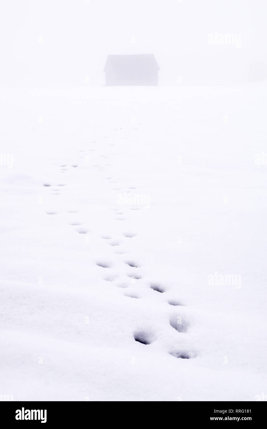 Spuren des Wildes Tier das Futter Hütte in einem schneebedeckten Feld im Nebel in der Steiermark, Österreich Stockfoto
