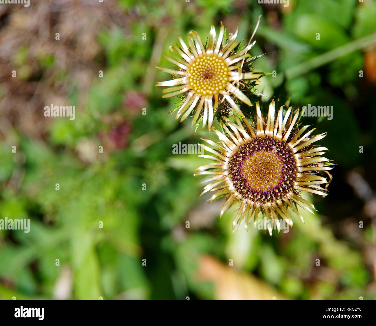 2 blühende Silber Disteln in der freien Natur Stockfoto