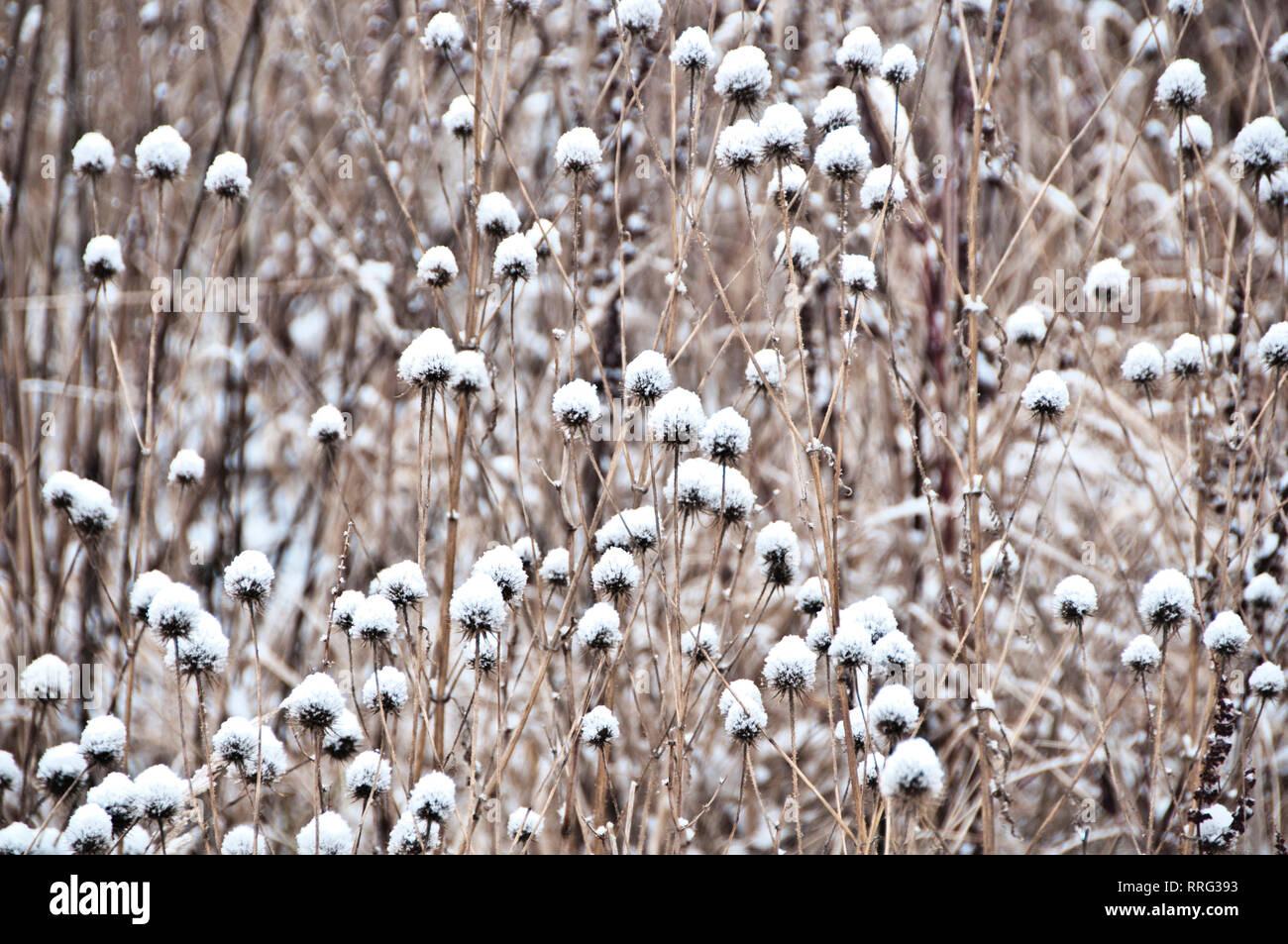 Trockene gemeinsame Distel Pflanzen im Winter mit Schnee bedeckt Stockfoto