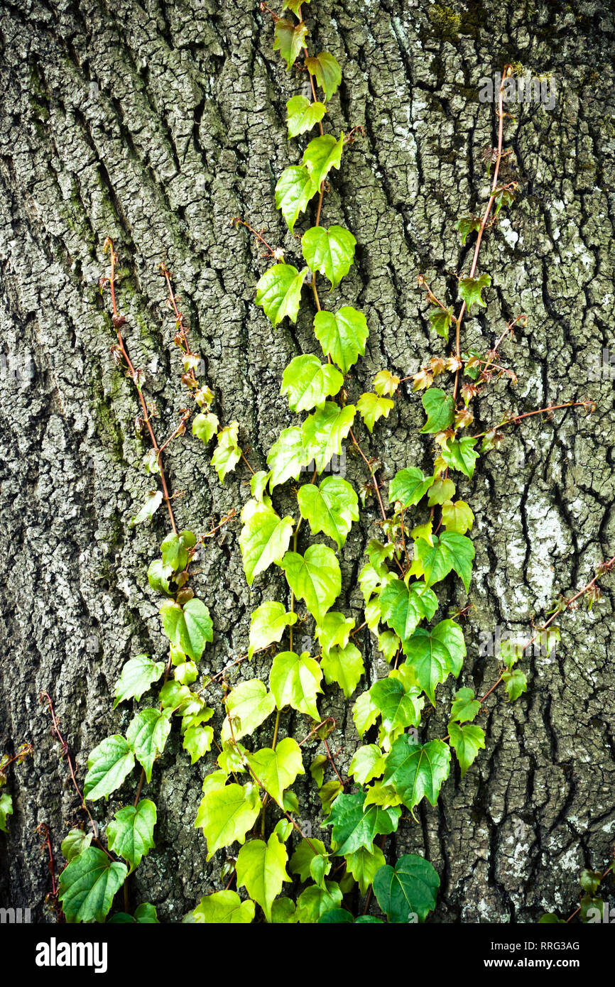 Kletterpflanze an einem Baumstamm wächst Stockfoto