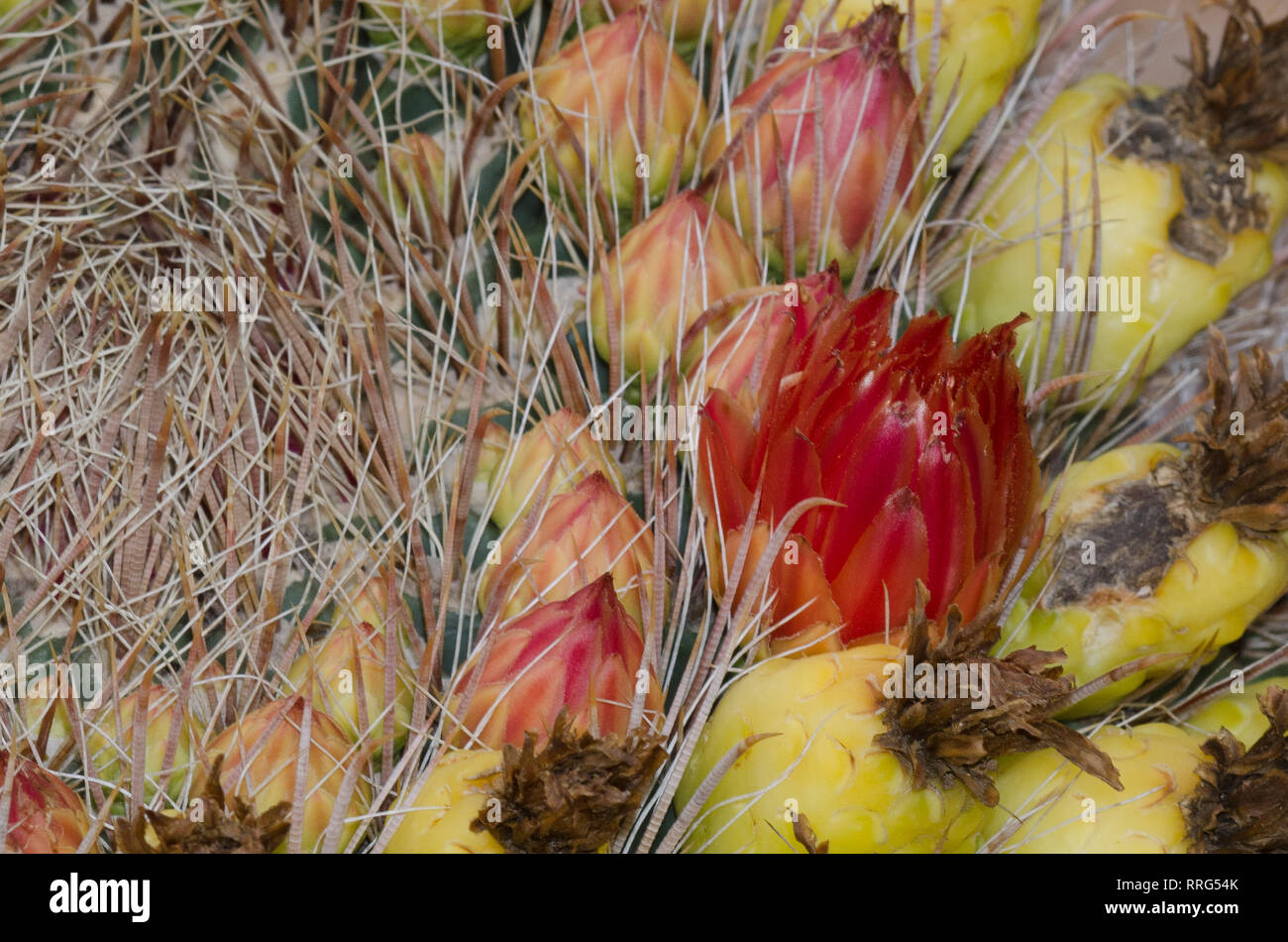 Candy Barrelcactus, Ferocactus wislizeni, Blossom Stockfoto