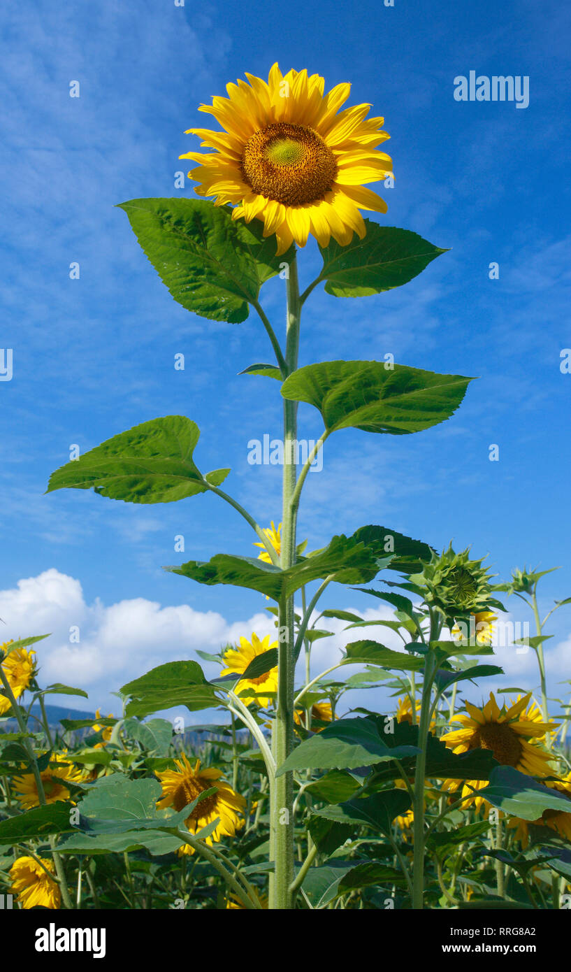 Botanik, Sonnenblume, Helianthus annuus, Sonnenblumen, Schweiz, Additional-Rights - Clearance-Info - Not-Available Stockfoto