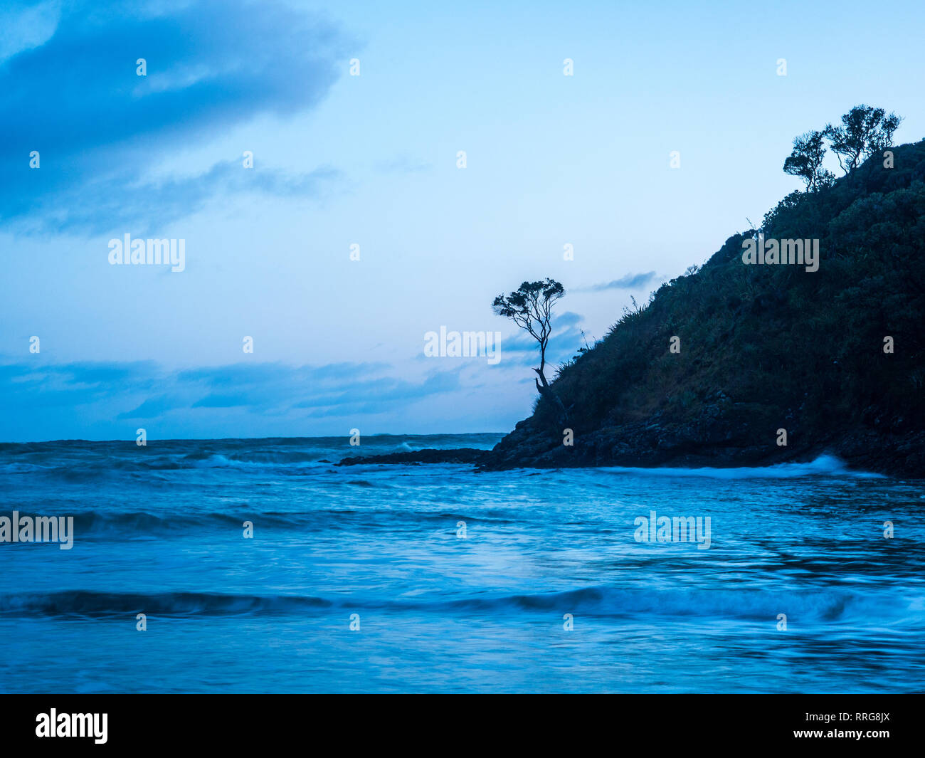 Pohutakawa Bäume auf steilen Landspitze, über Wellen, am frühen Morgen, Winter, Tapotupotu, Northland, Neuseeland Stockfoto