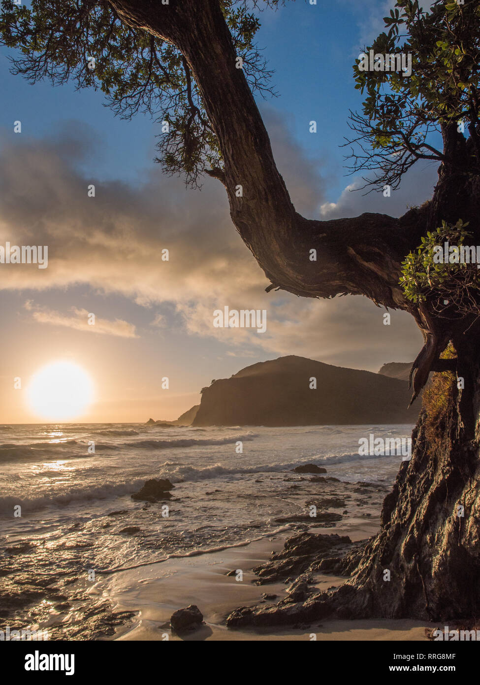Pohutakawa tree und Sun Rise, Tapotupotu, Northland, Neuseeland Stockfoto