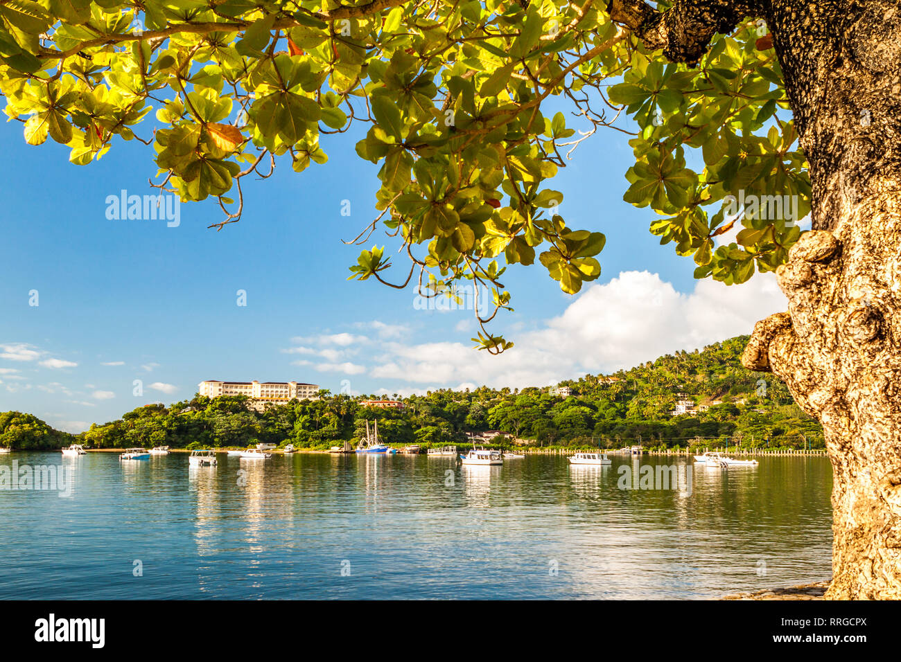 Samana Bay durch einen tropischen Baum in der Dominikanischen Republik an einem sonnigen Tag umrahmt. Stockfoto