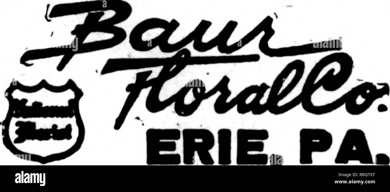 . Floristen Review [microform]. Blumenzucht. NORFOLK'S TELEGRAPH FLORIST, Festung Monroe, Virginia. Spezielle Messenger Service vor Ort. Sl.00 Die Floristen "Telegraph Lieferung Association. UNIONTOWN, PA. STENSON & Amp; McGRAIL," "^^" "Florlato" 1* V11 Morgantowa Straße frischen heimischen Pflanzen und Schnittblumen jederzeit Giles, das Blumengeschäft lesen, PENNA. Mitglied F. T. D. J. V. LAVER ERIE, PA. Schreiben, anrufen orWirexeieBrmphDeuv^. . PA. Bell Phone Pittston, PA. ^^"MARTHA HUNTLEY HOUSER Blember von F. T. D.8 Williams Street HUNTINGDON, PA. J. LESLIE LAIRD %s.°R!% gB? WARREN, Stockfoto