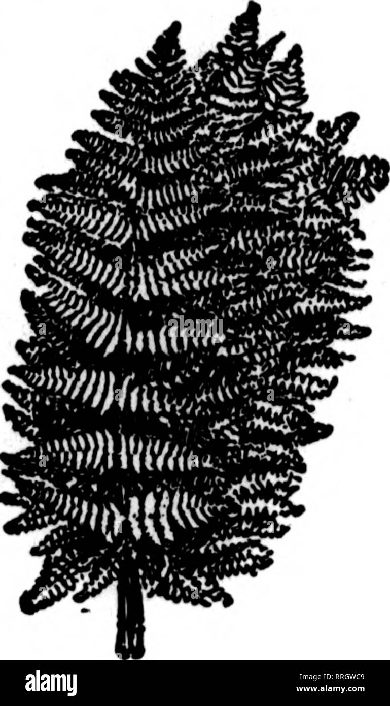 . Floristen Review [microform]. Blumenzucht. 56 Die Floristen^ Review Febbuabt 28. 1920. FANCY FARNE 3,50 $ pro 1000 Feinsten bestand in der eoantry $ 3,50 par 1000 Vorbehaltlich Chuiss ohne Ankündigung. Grüne Lencothoe, 100 $ 1,00. 1000 $ 7,50 Wilde Smilaz, 60-lbs-Fällen. $ 6,00; 25-lbs-Oasen 4,00 Magnolia Blätter, Grün und Bronze, pro Karton 1,50 Gaiaz Blätter, Grün und Bronze, pro Fall von 10.000 10,00 grün Blatt Moos, yery jBne für Korb, schneiden Töpfe, etc. pro Beutel, 15 lbs an den Beutel 2,00 Sphagnnm Moos, pro Ballen 2 FIRMA DIE KOMPLETTE VERSORGUNG SCHNITTBLUMEN JEDERZEIT ffiCHIGAN SCHNITTBLUME, 264-26 Stockfoto