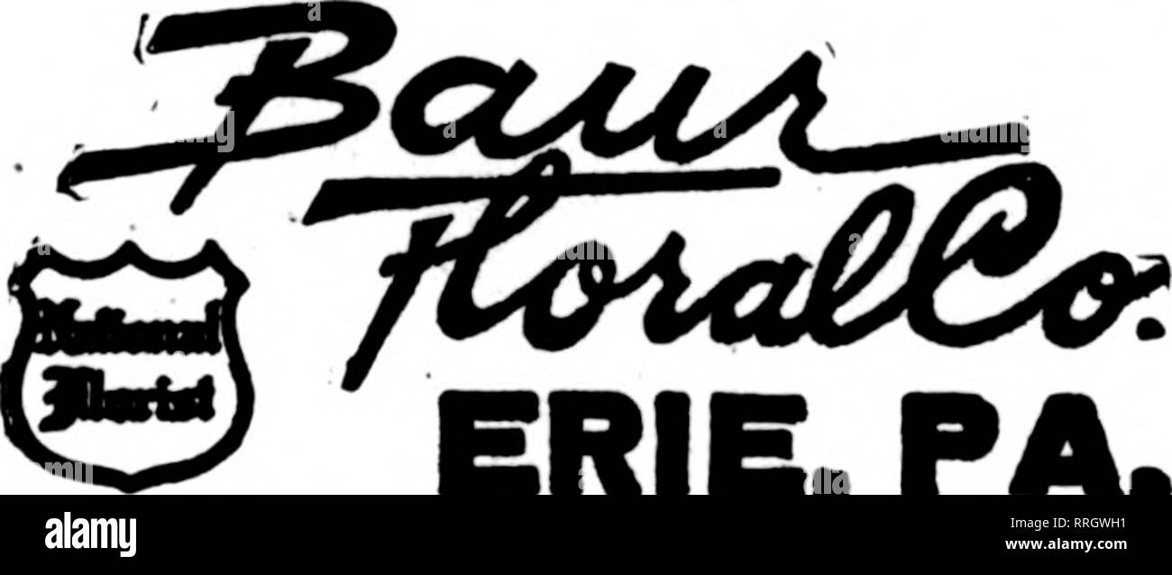 . Floristen Review [microform]. Blumenzucht. &Lt;NORFOLK'S TELEGRAPH FLORIST, Festung Monroe, Virginia. spezielle Messenger-dienst über Stadt, $ 1,00 Die Floristen "Telegraph Lieferung Association. UNIONTOWN, PA. STENSON & Amp; McGRAIL","#,JS2'!' 11 Morsantown Straße frischen heimischen Pflanzen und Schnittblumen jederzeit Giles, der Eorist lesen, PENNA. Mitglied F. T. D. J. V. SCHICHT ERIE, PA. Schreiben, anrufen orWireidSSjbW, ^, durch. ERIE, PA. Bell Phone llO-J Pittston, PA. MARTHA HUNTLEY HOUSER Mitglied von F. T. D.8 Williams Street HUNTINGDON, PA. J. LESLIE tTrIS LAIRD ^^^ ist? WARREN, PA. Crescent Horal Ga Stockfoto