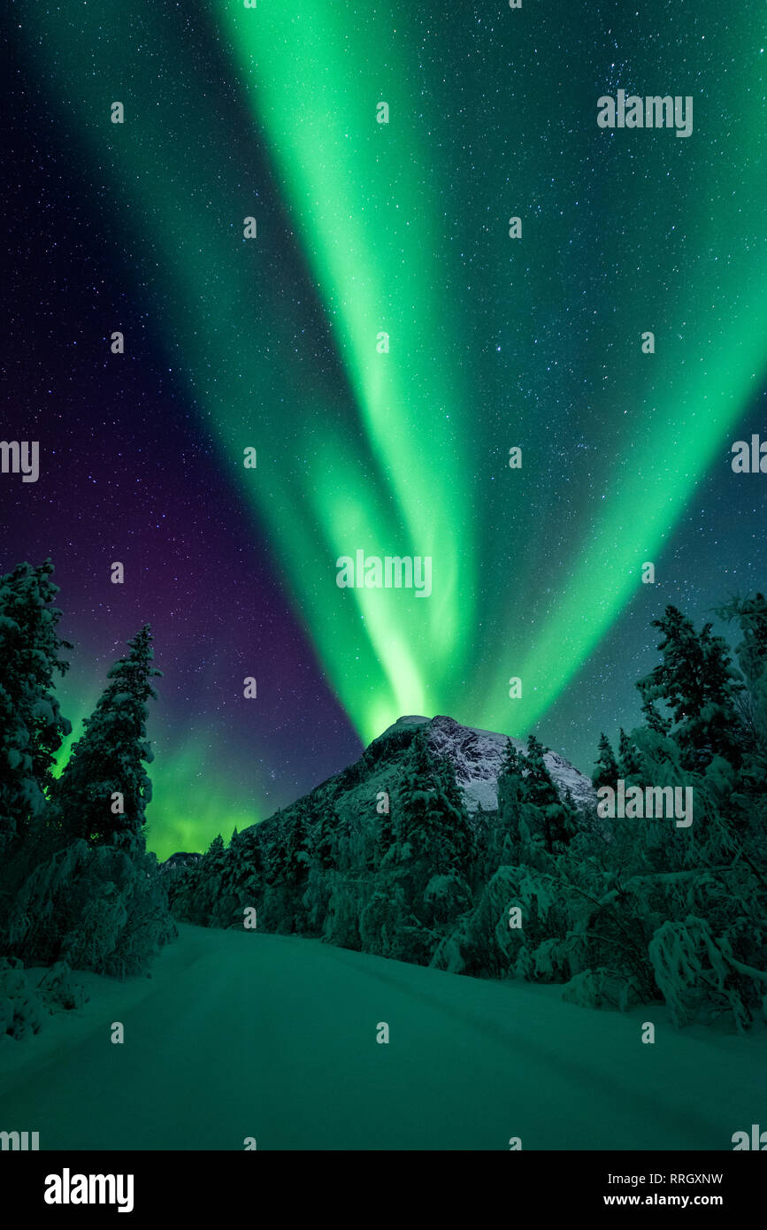 Nordlichter über Mt Gjaerdalstinden in Nordnorwegen mit Bäumen und einem verschneiten Piste im Vordergrund. Stockfoto